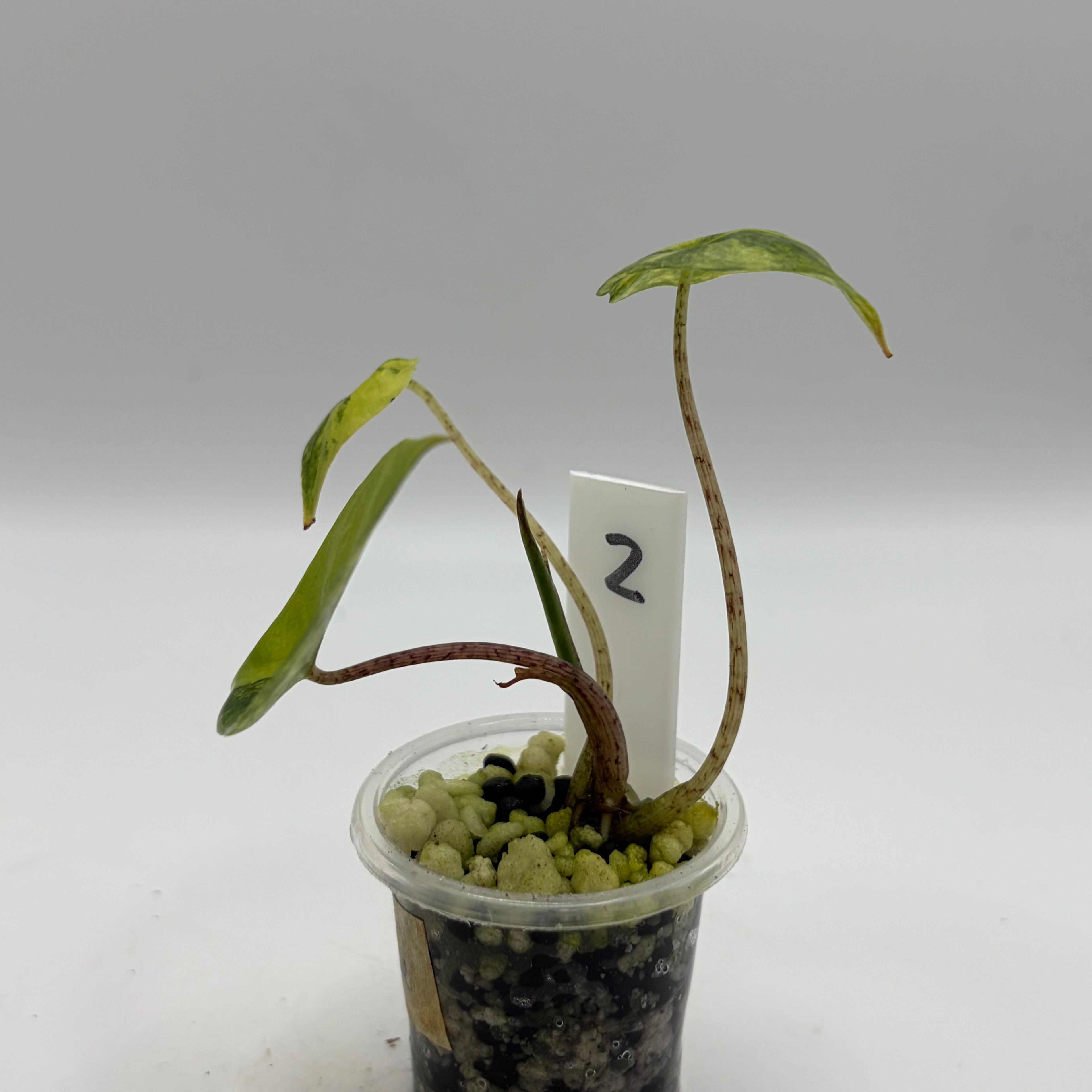 Alocasia Metallic blue aurea #2