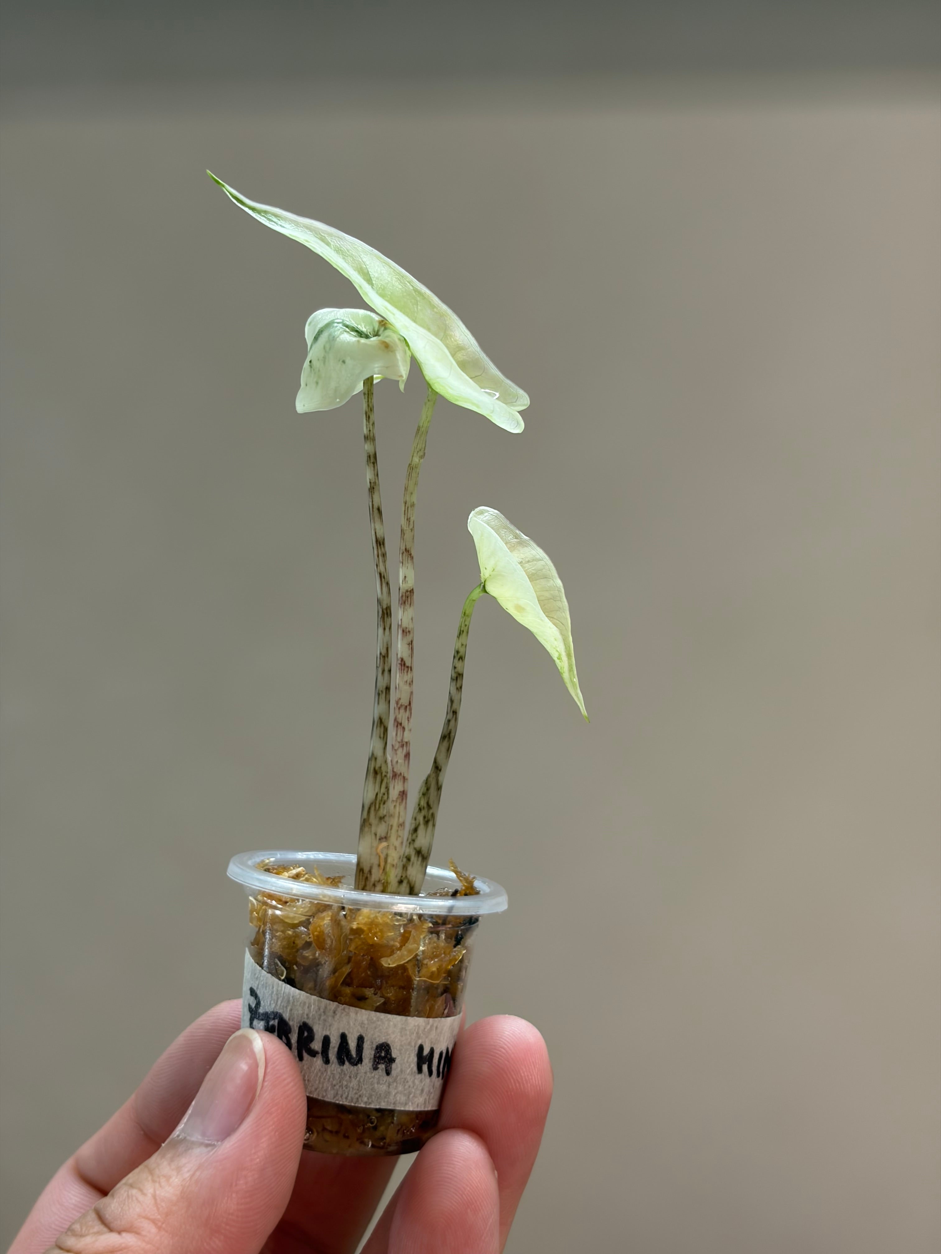 Alocasia Zebrina mint #1