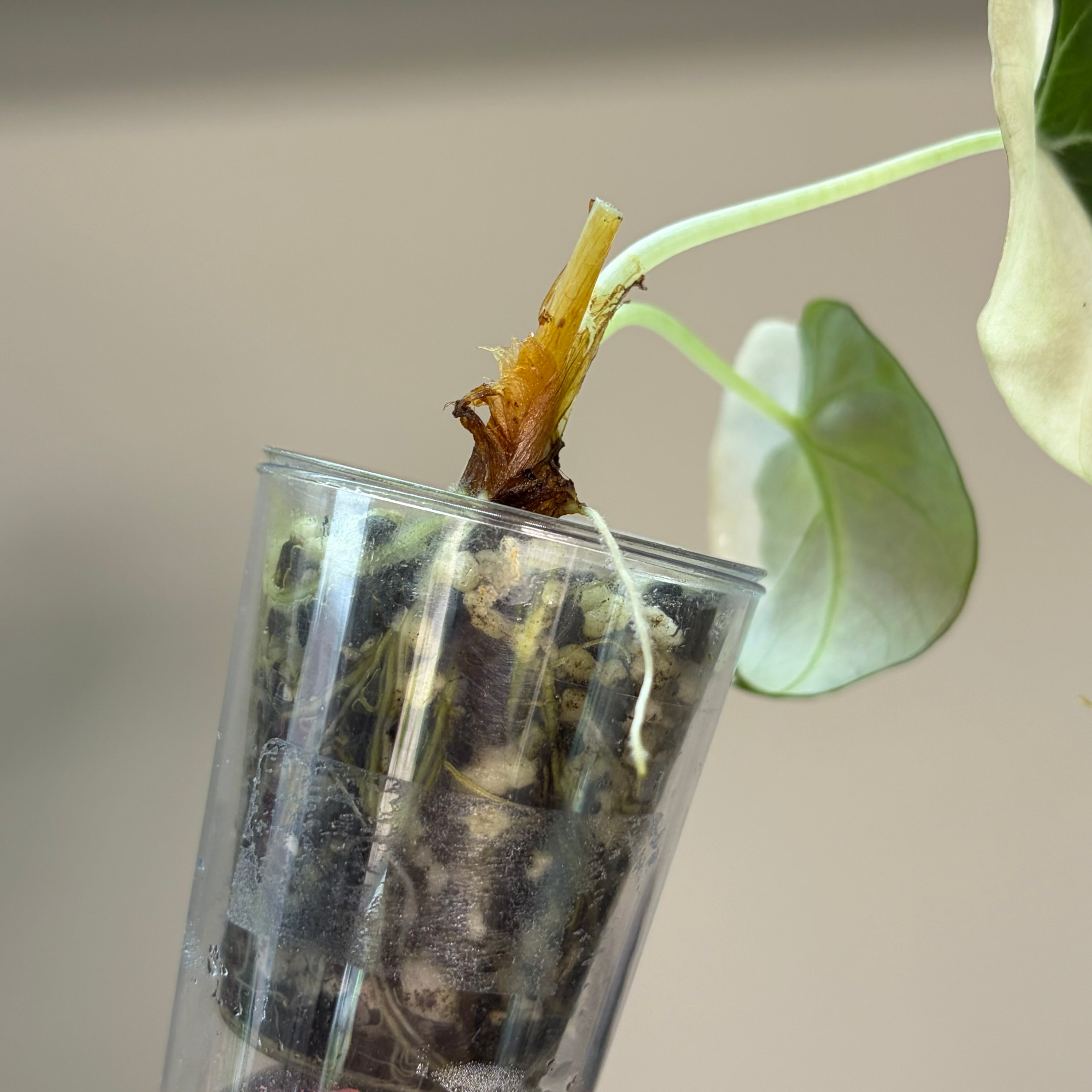 Alocasia Black velvet pink