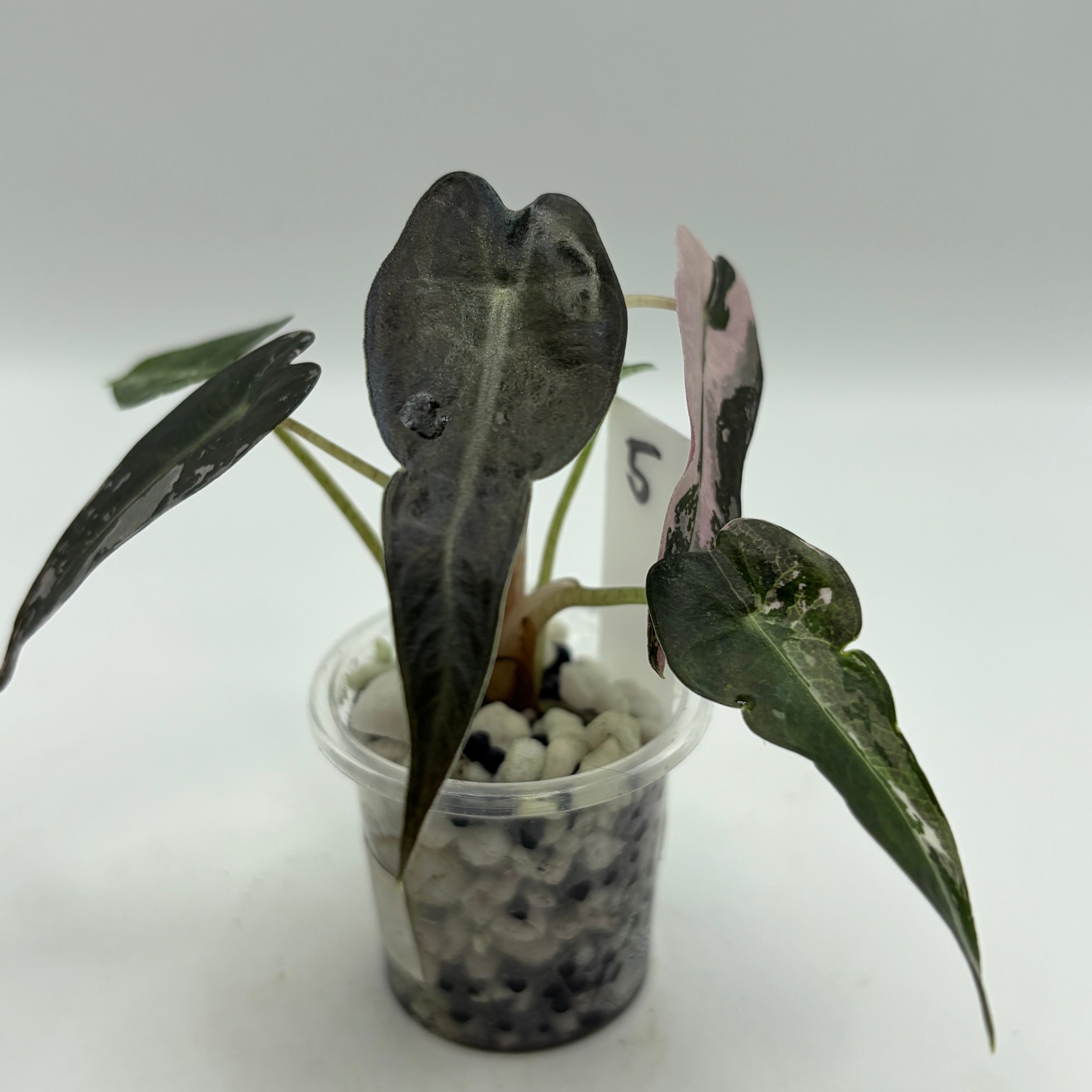 Alocasia Bambino pink