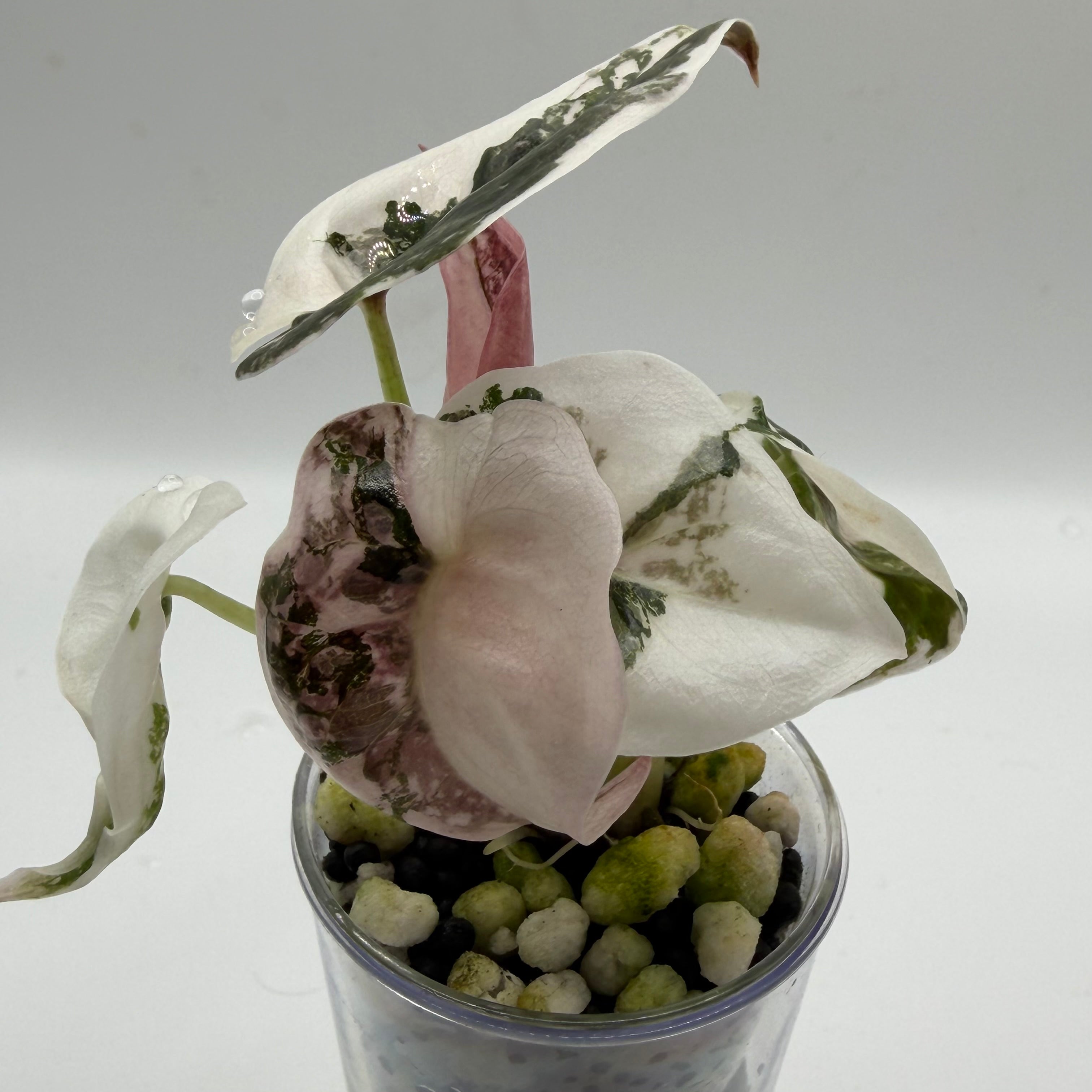 Alocasia Cuprea pink marble