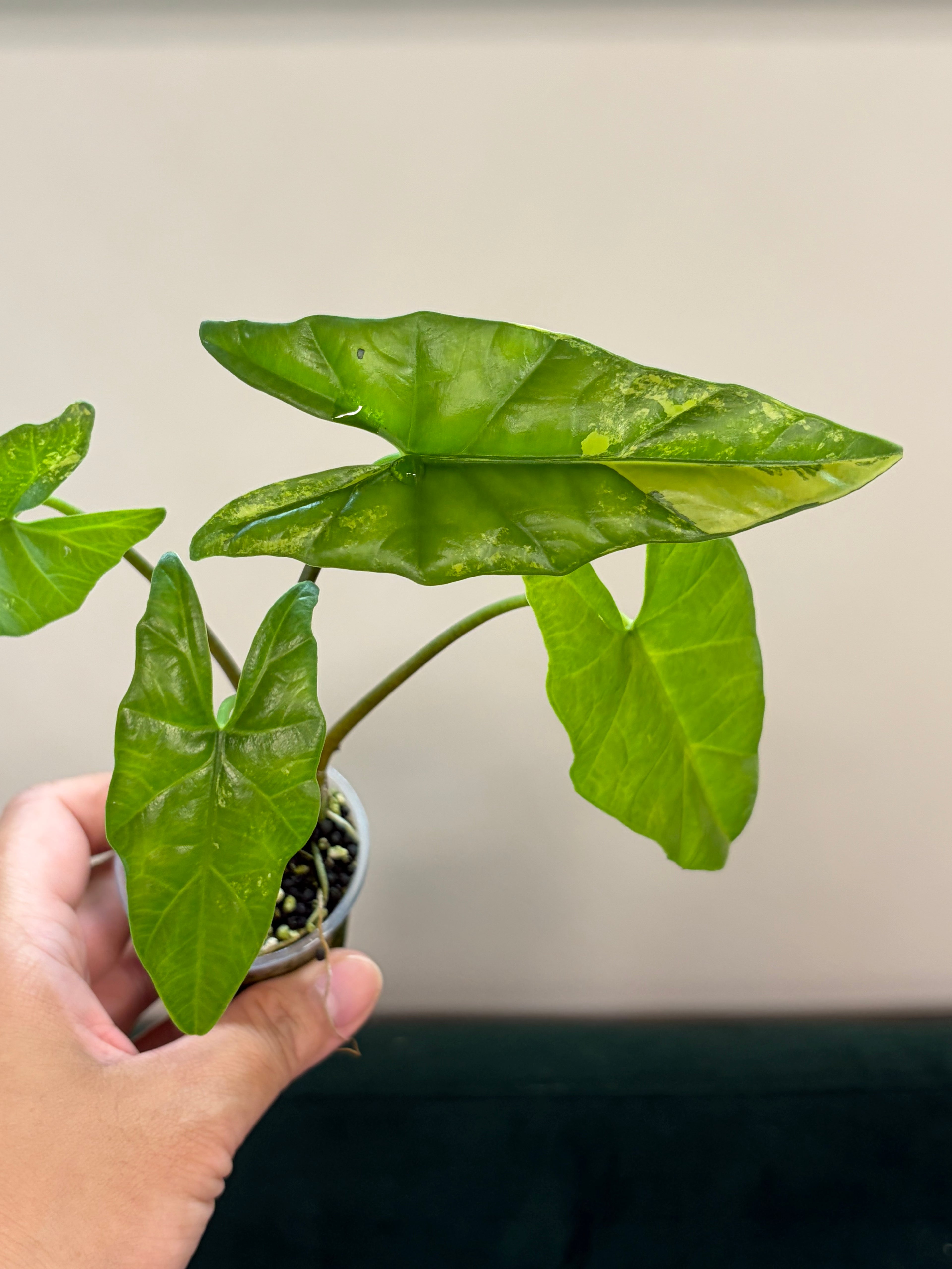 Alocasia Simpo aurea #3
