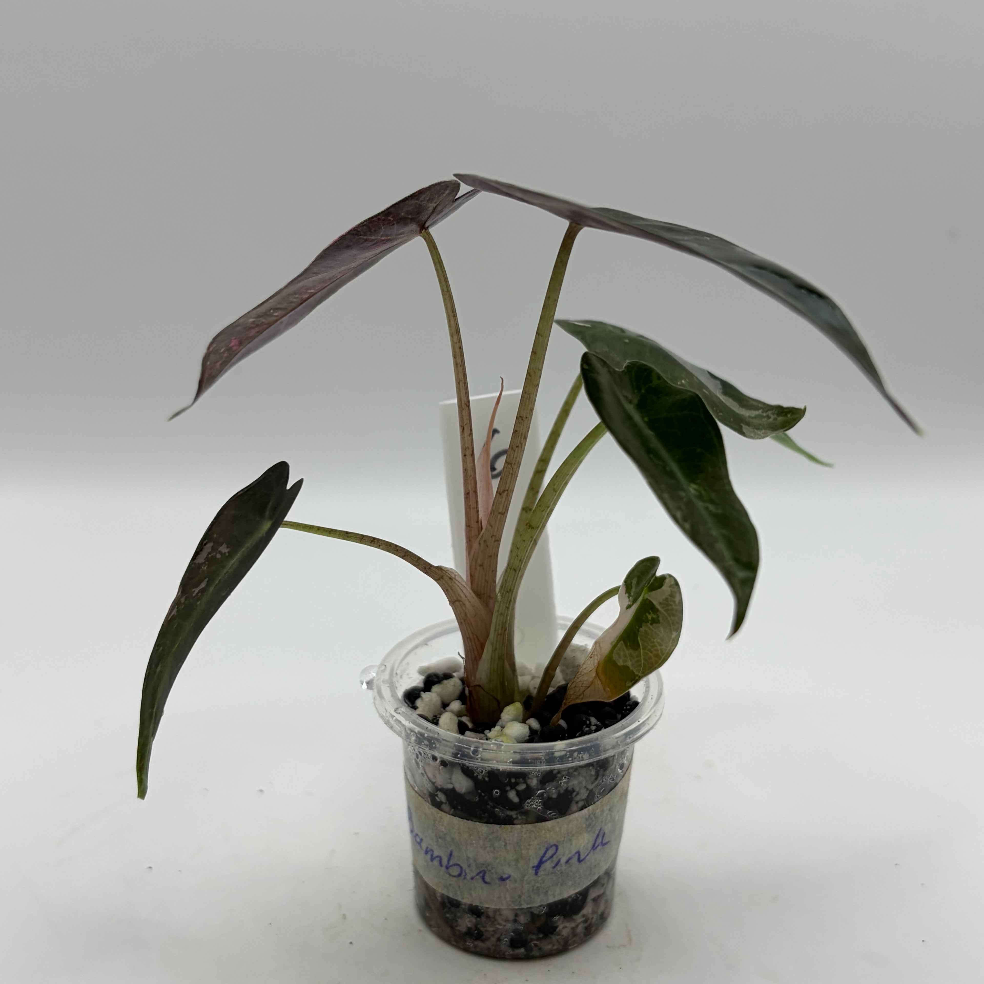 Alocasia Bambino pink