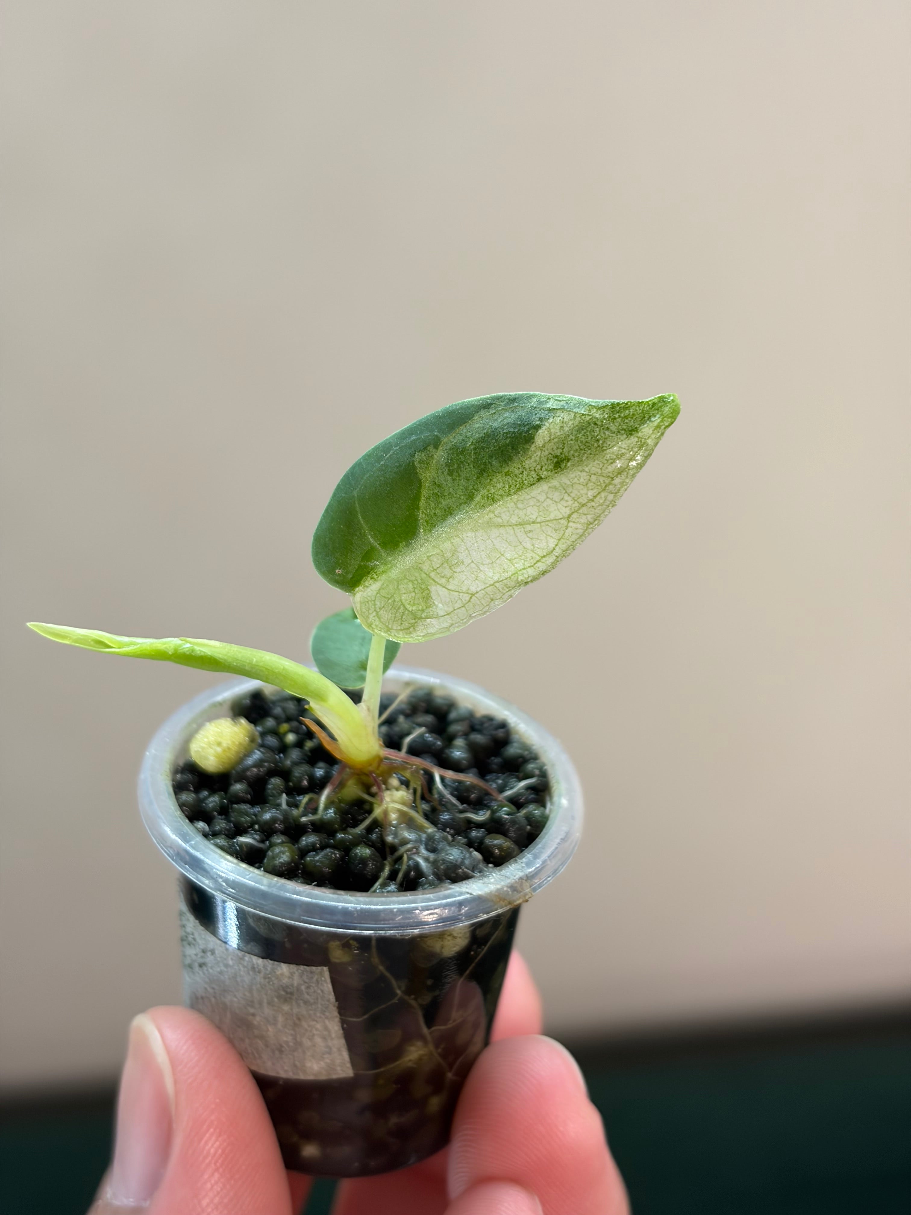 Alocasia Watsoniana albo #3