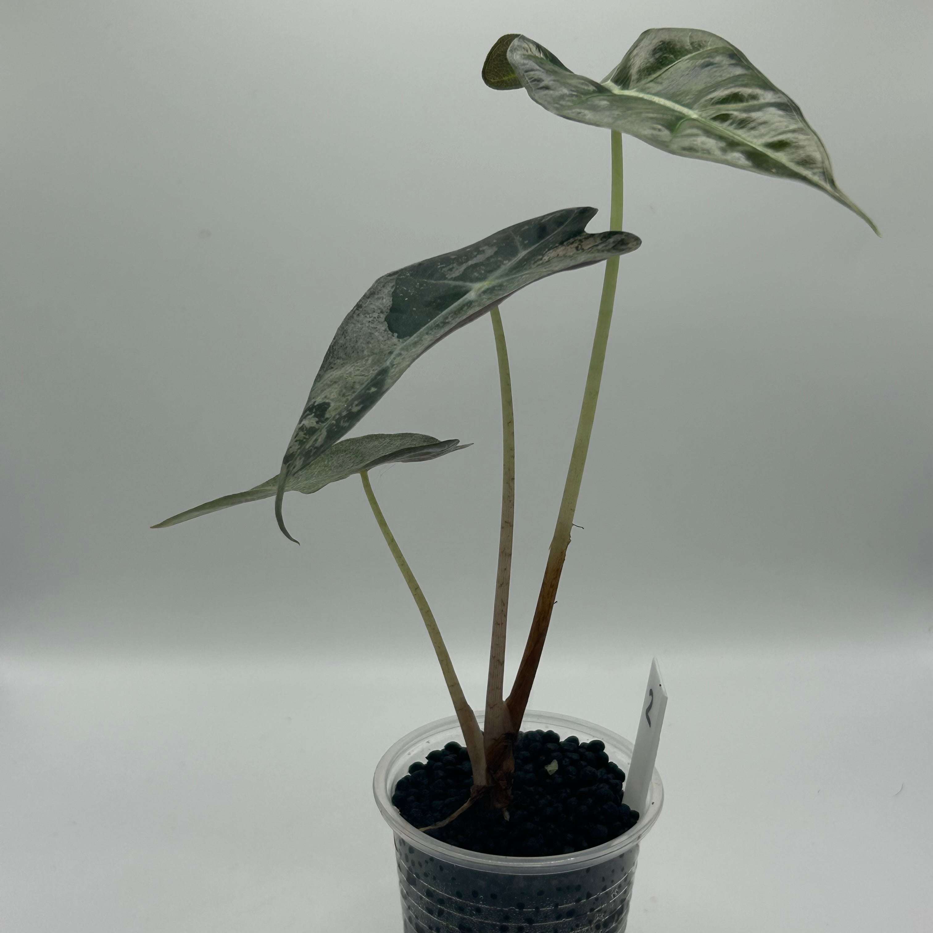 Alocasia Polly pink mint