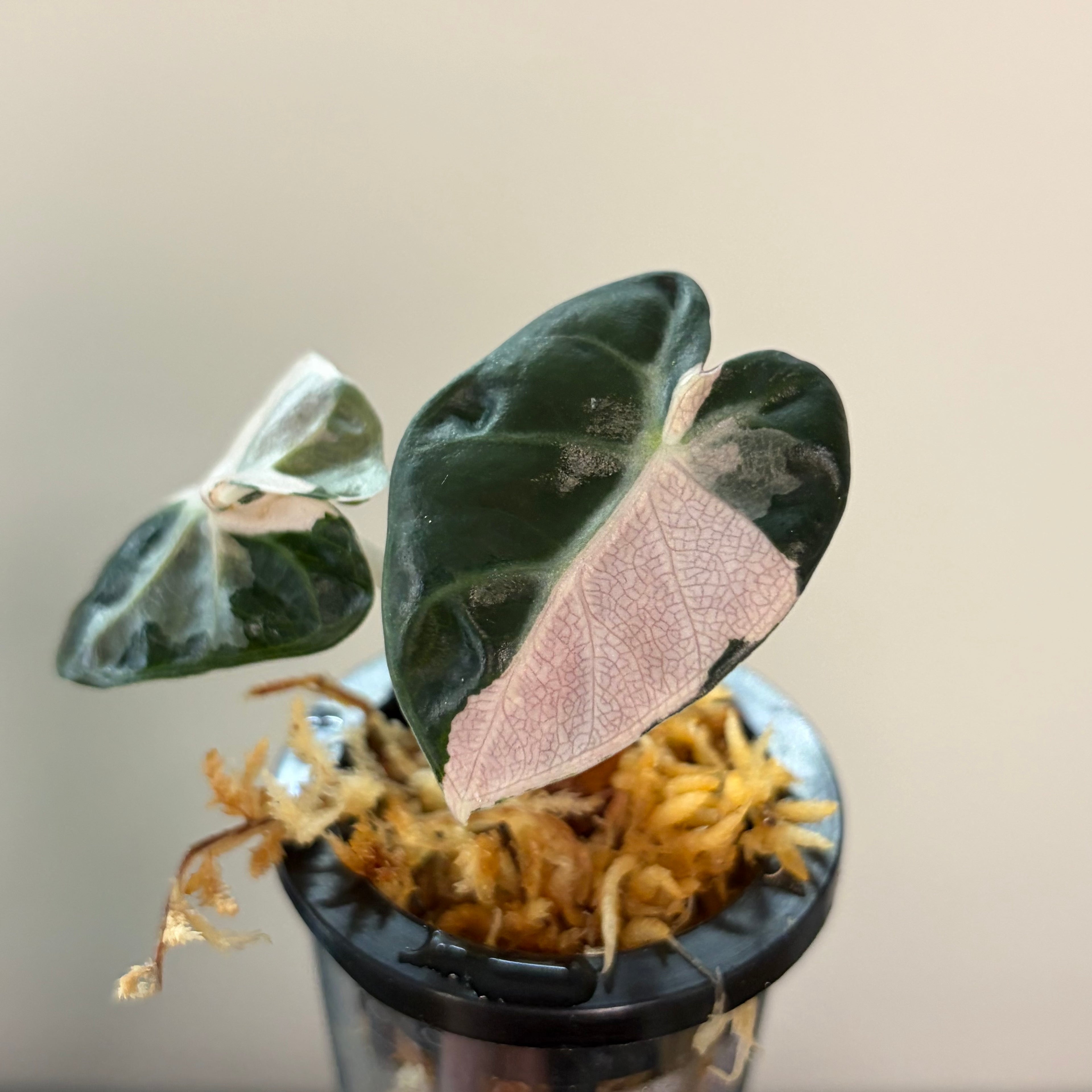 Alocasia Heart balloon pink #5