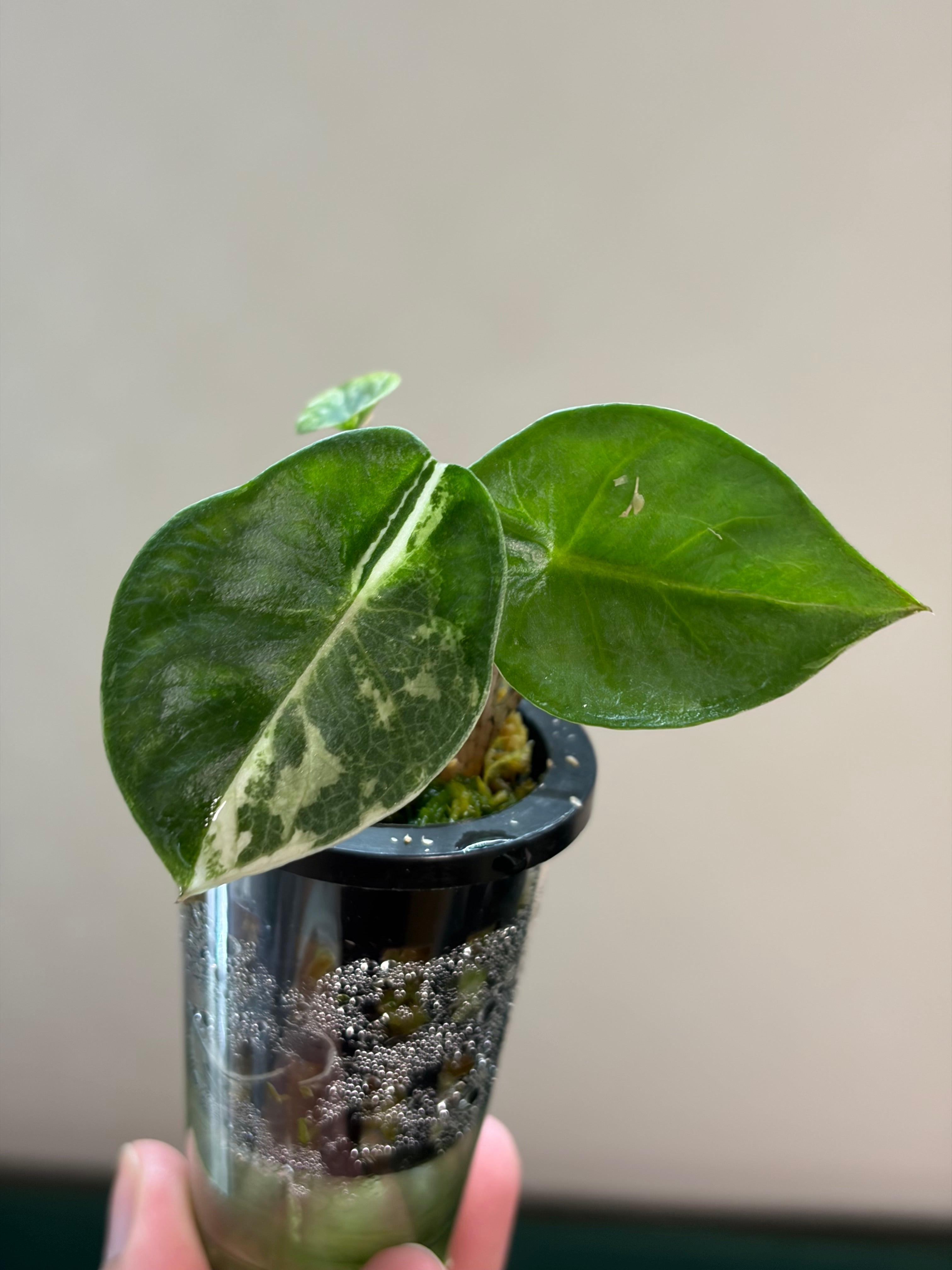 Alocasia ’Heterophylla’ Metallic albo #1