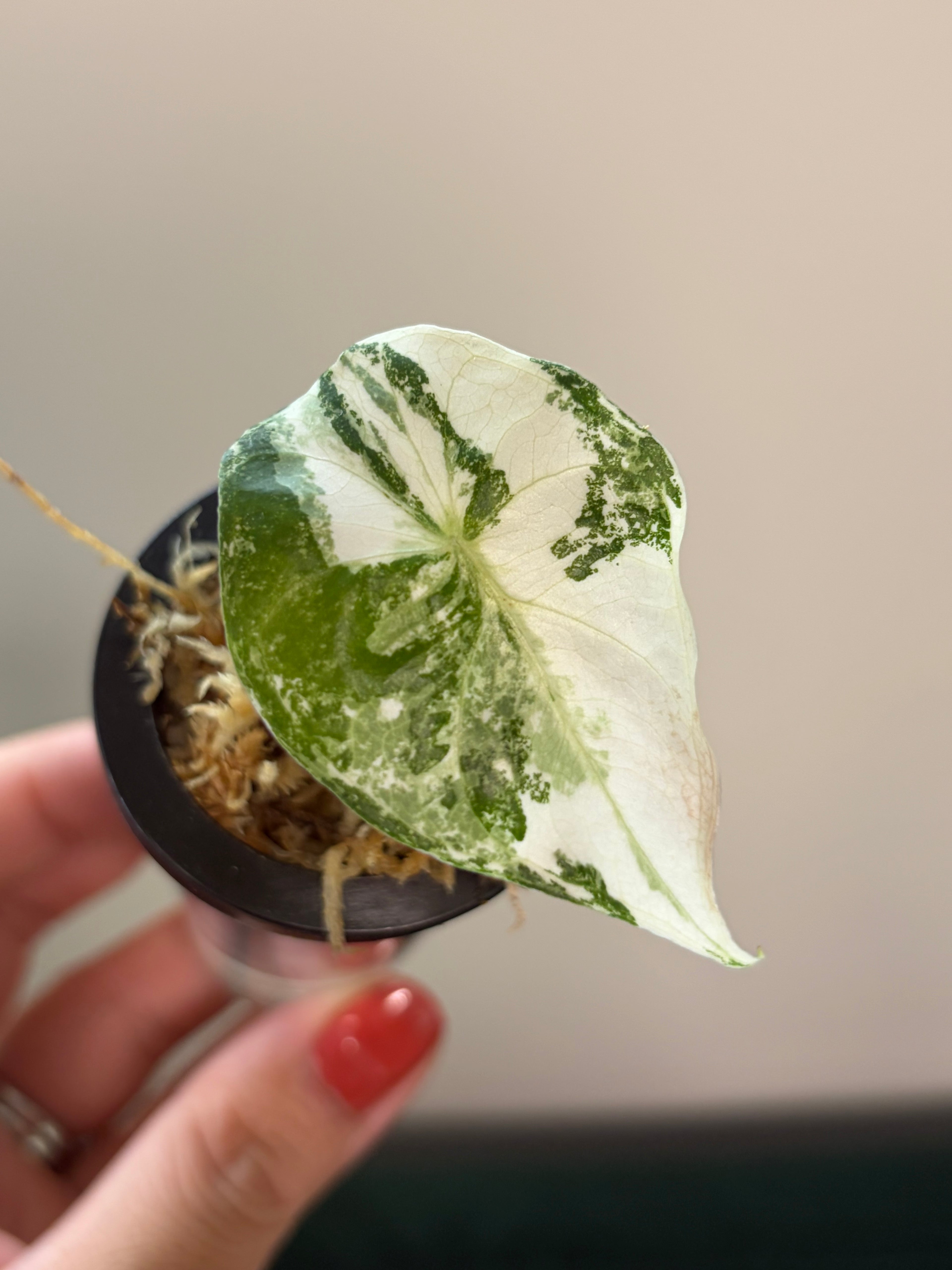 Alocasia Pink dragon albo #2