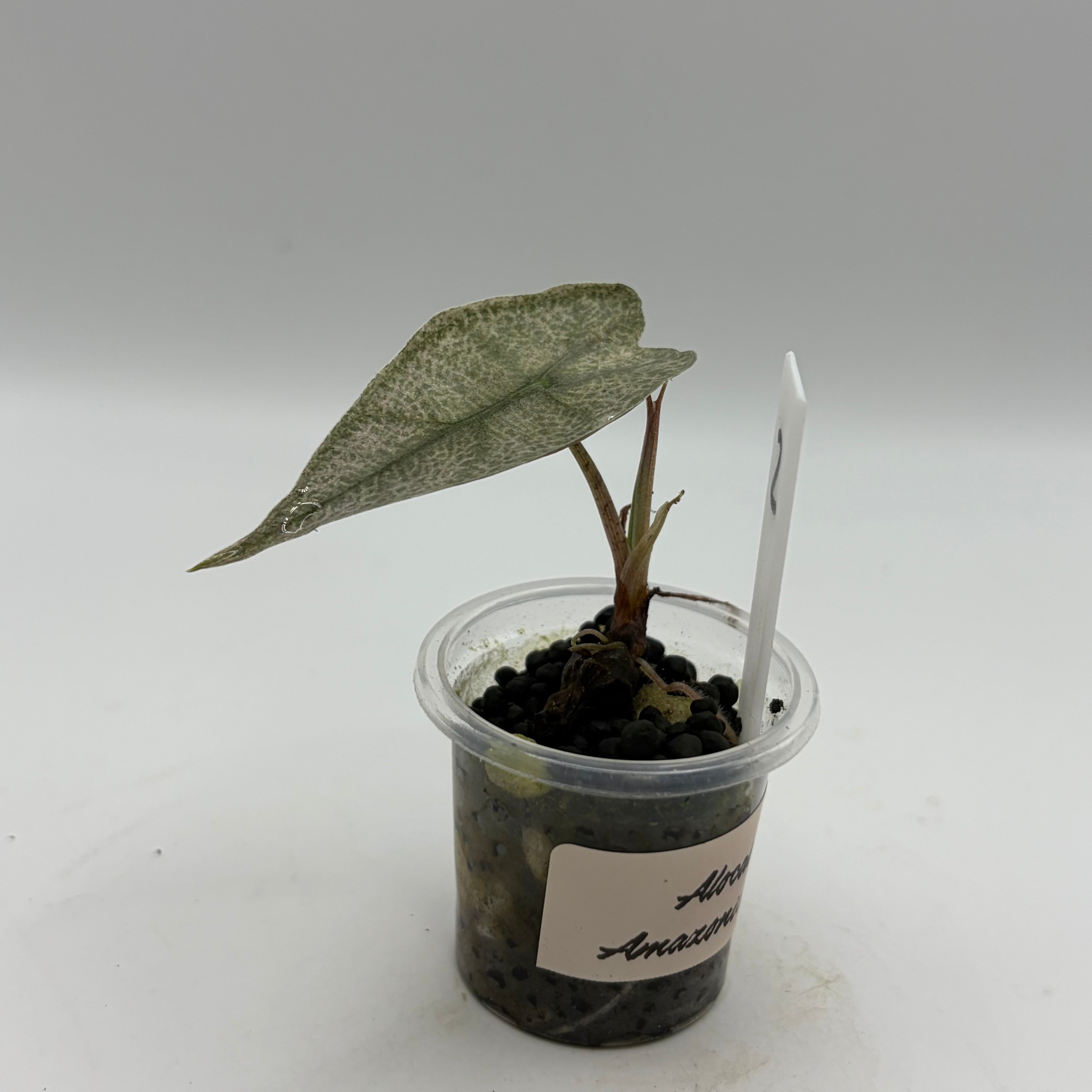 Alocasia Amazonica pink #2