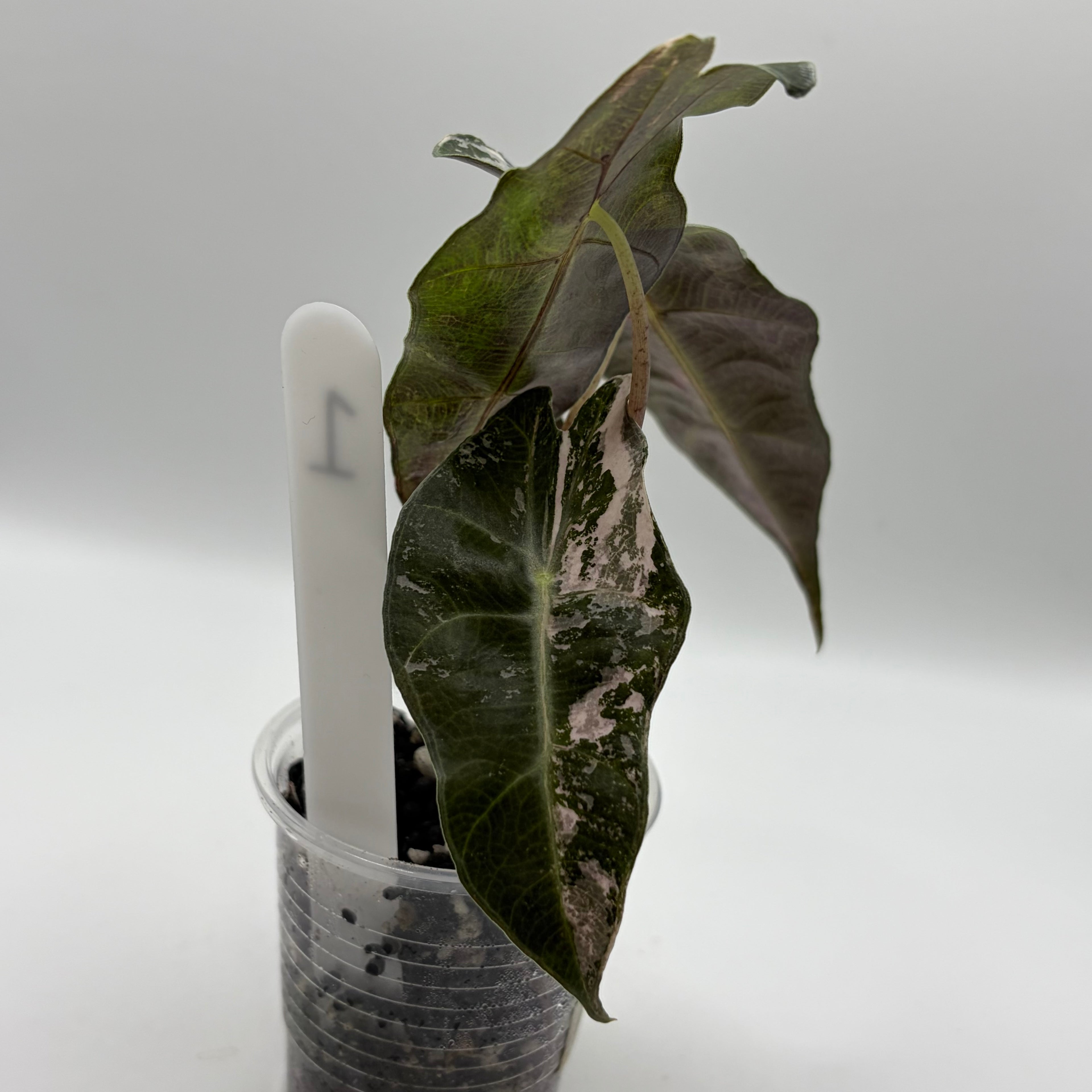 Alocasia Polly pink snowflake