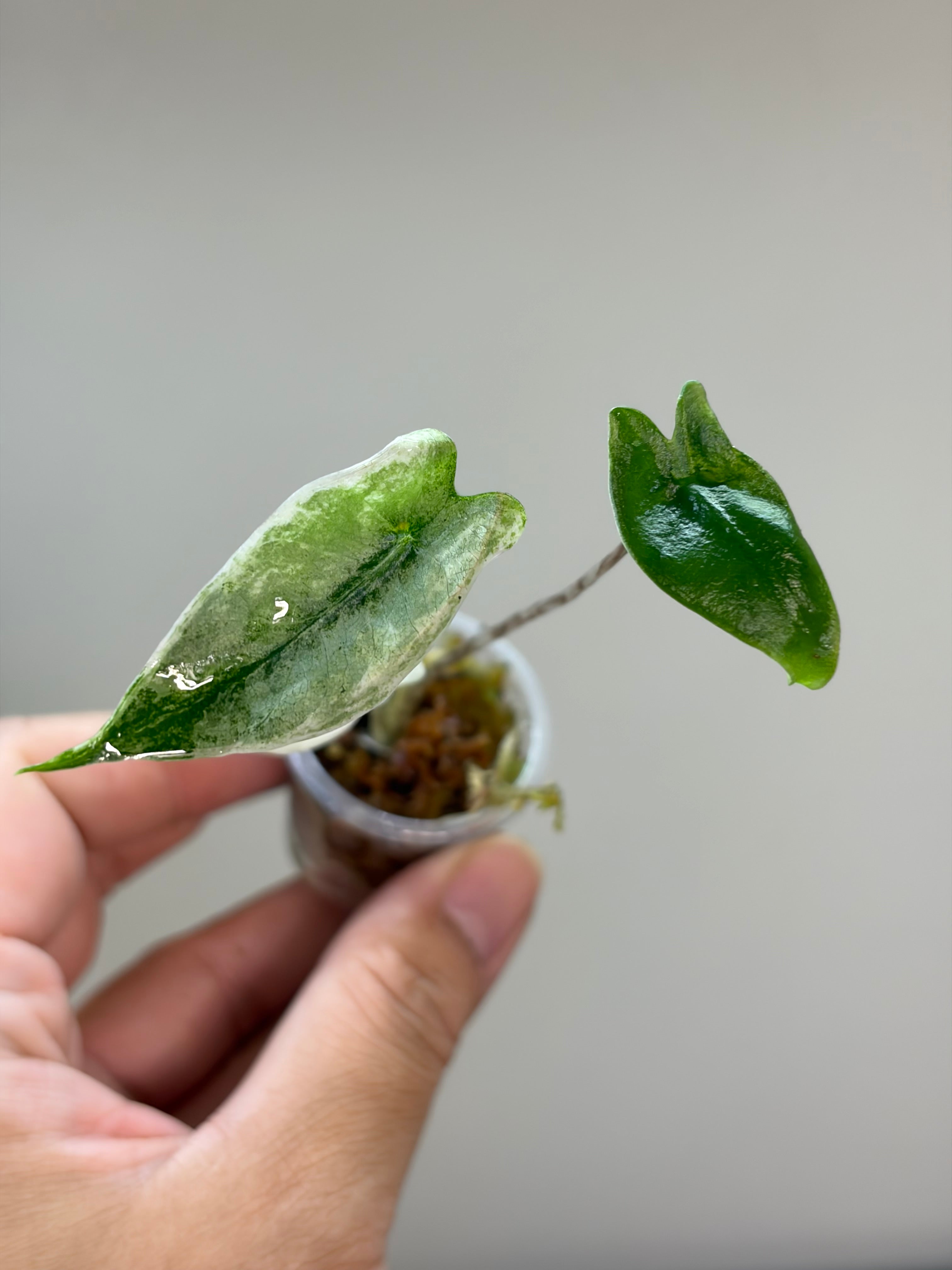 Alocasia Zebrina mint #4