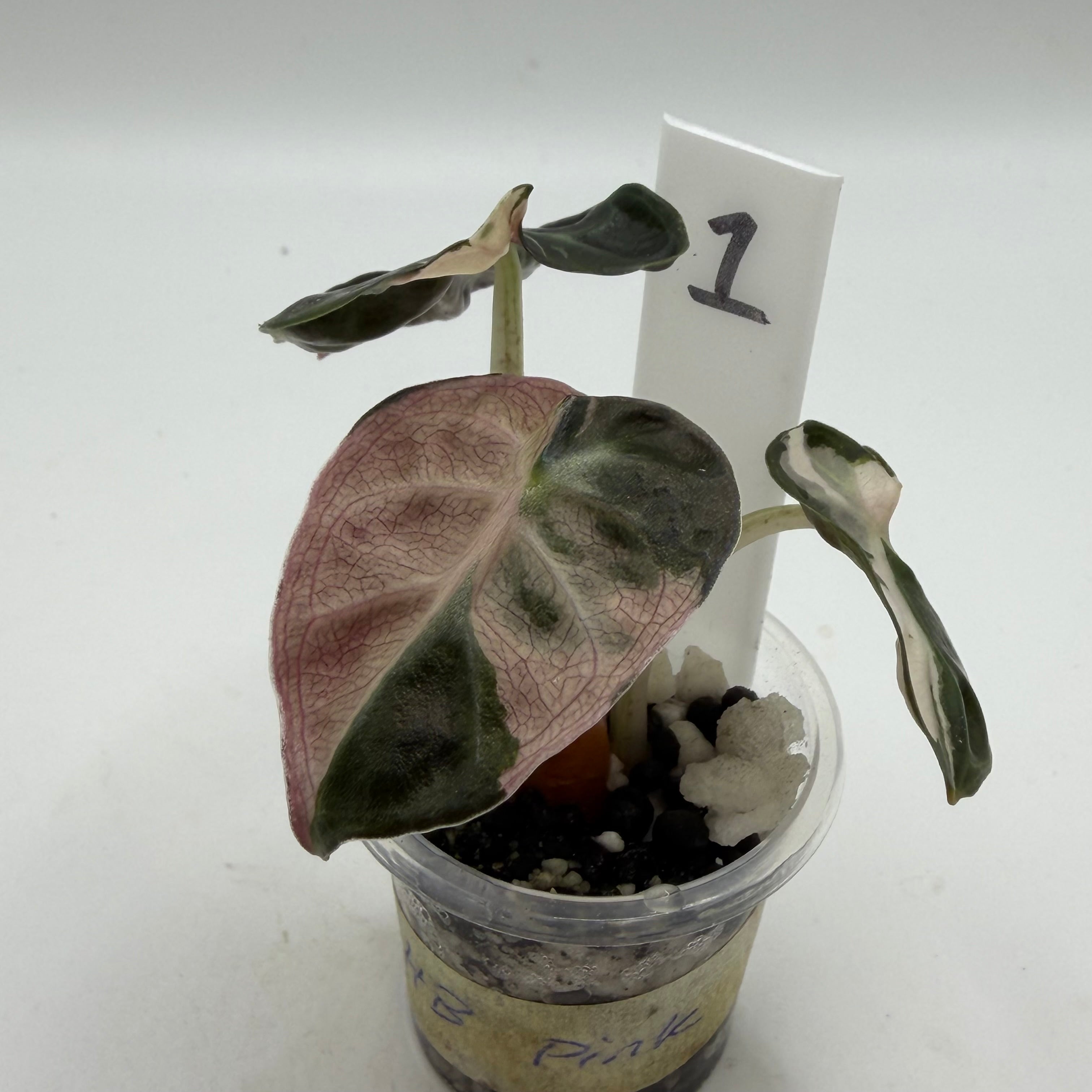 Alocasia Heart balloon pink #1