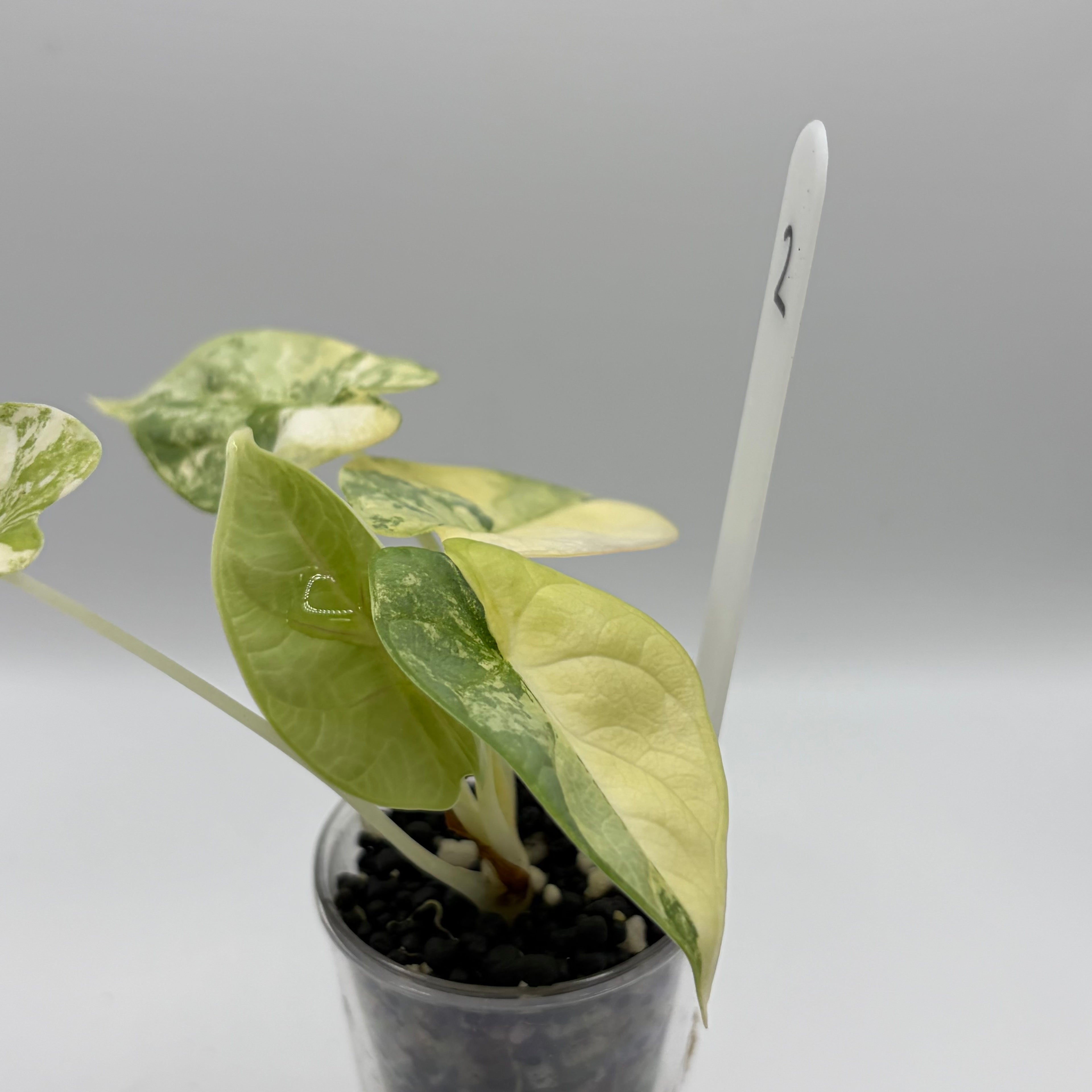 Alocasia Silver dragon aurea