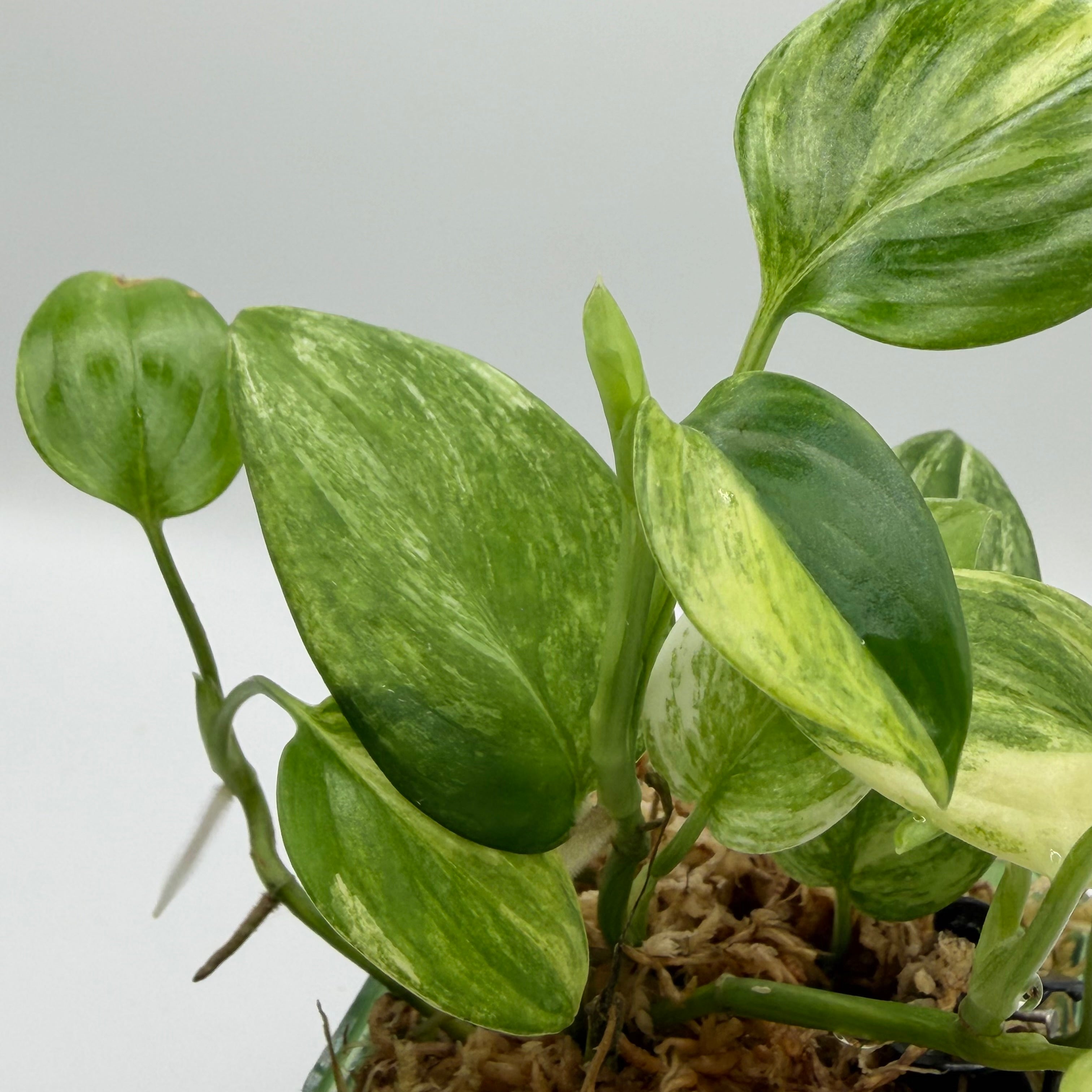 Scindapsus Blue aurea