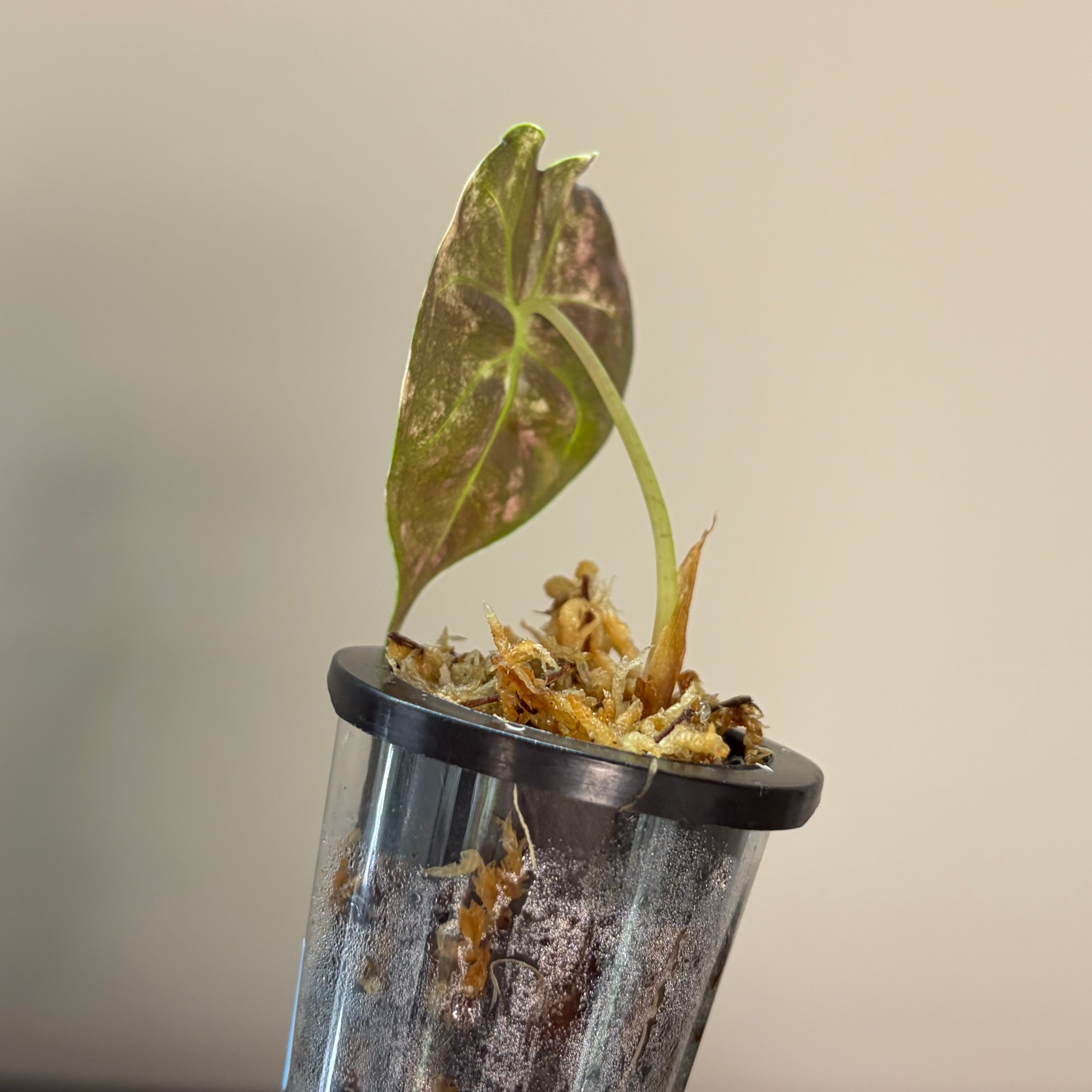 Alocasia Golden Bone aurea