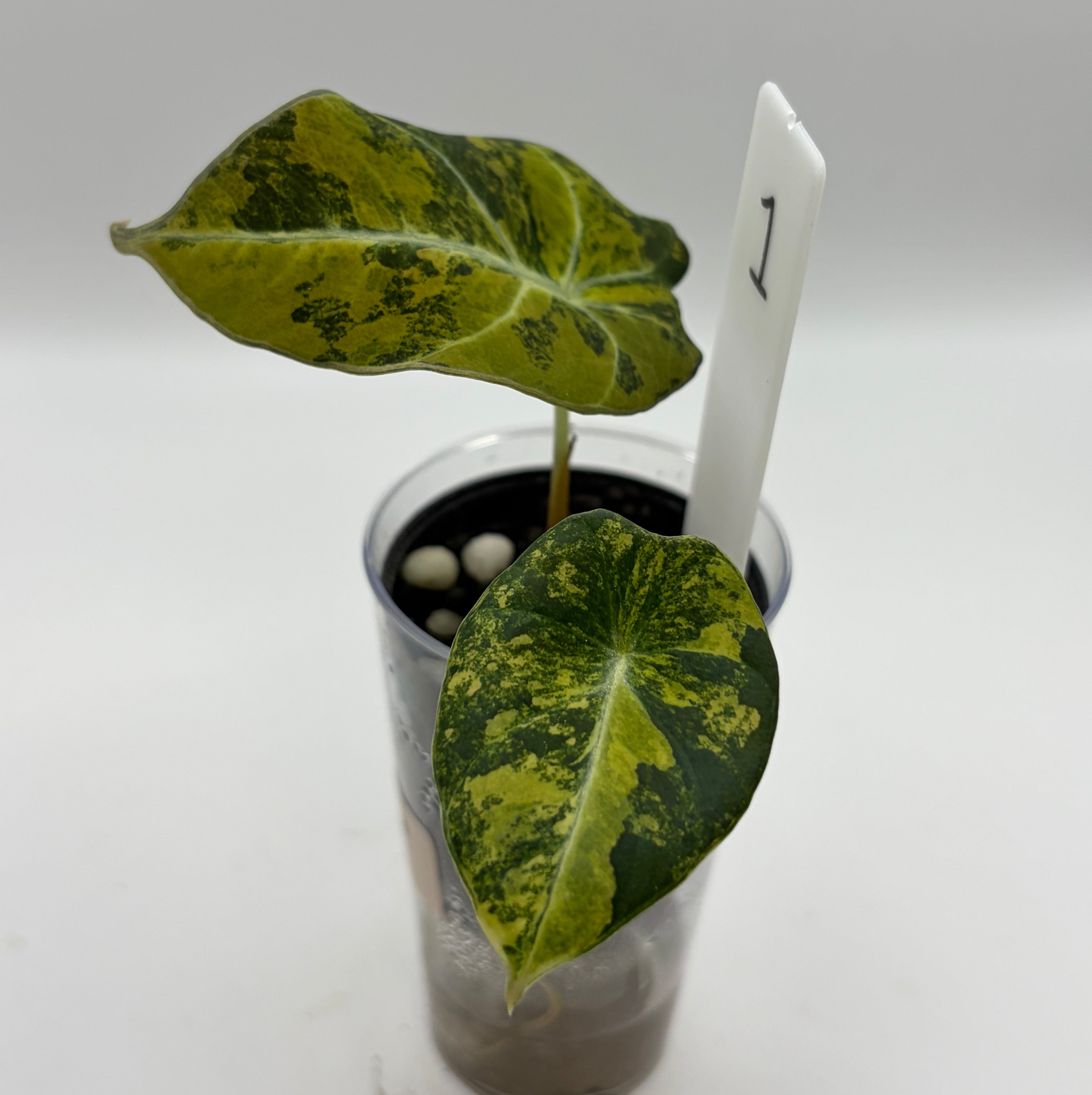 Alocasia Black velvet gold #1