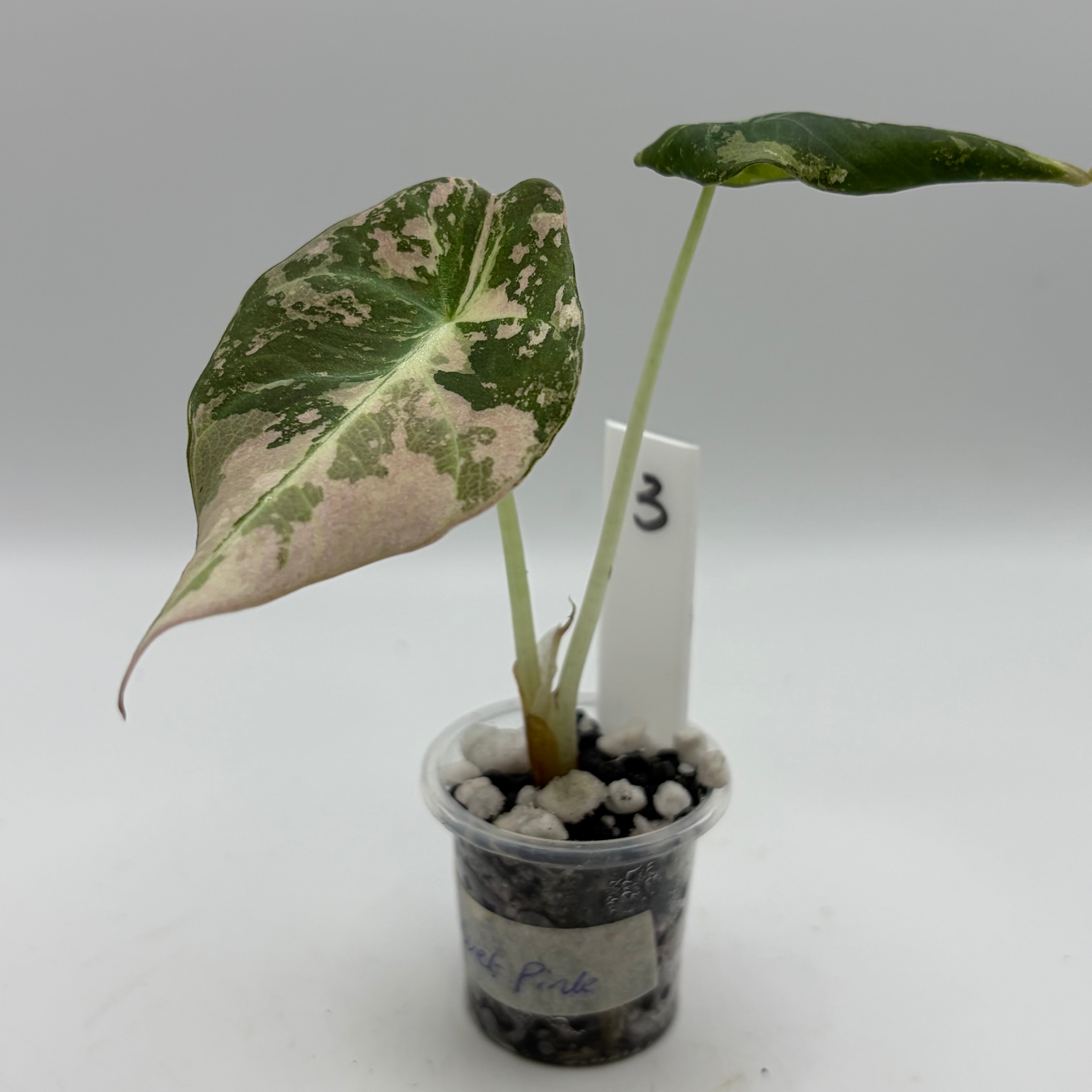 Alocasia Black velvet pink