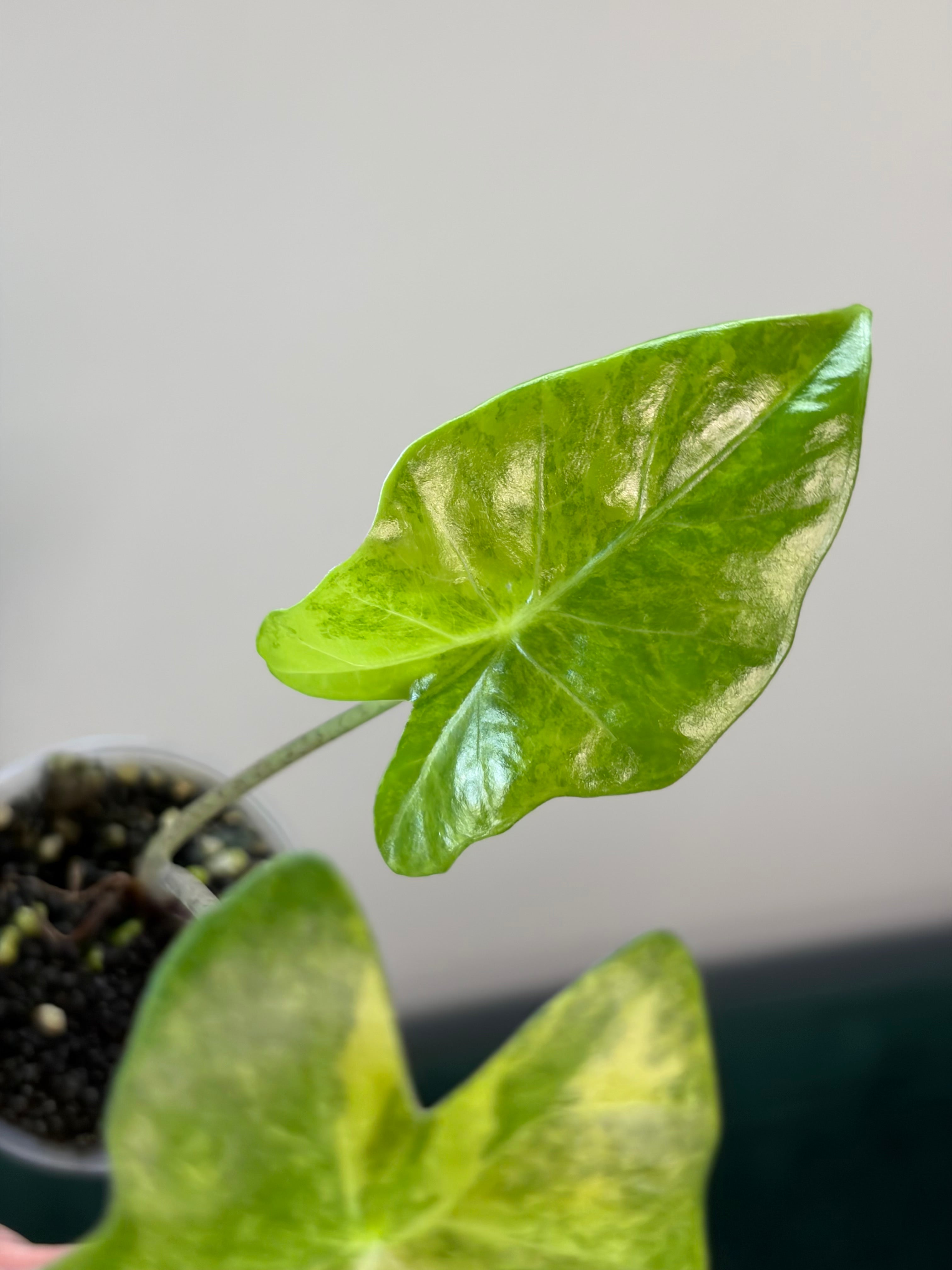Alocasia Portora aurea #2