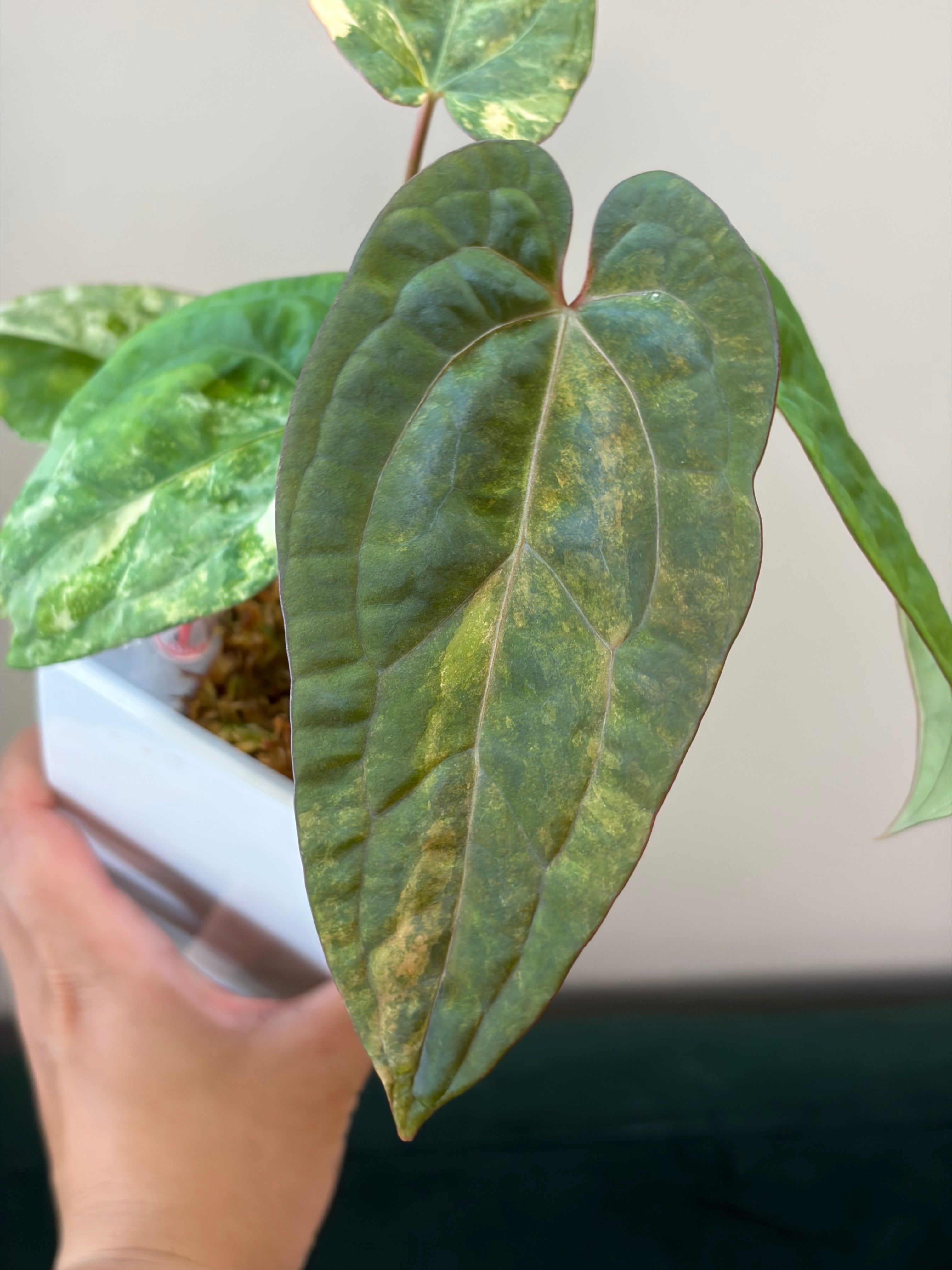 Anthurium Papillilaminum x Red Dark Pheonix #2