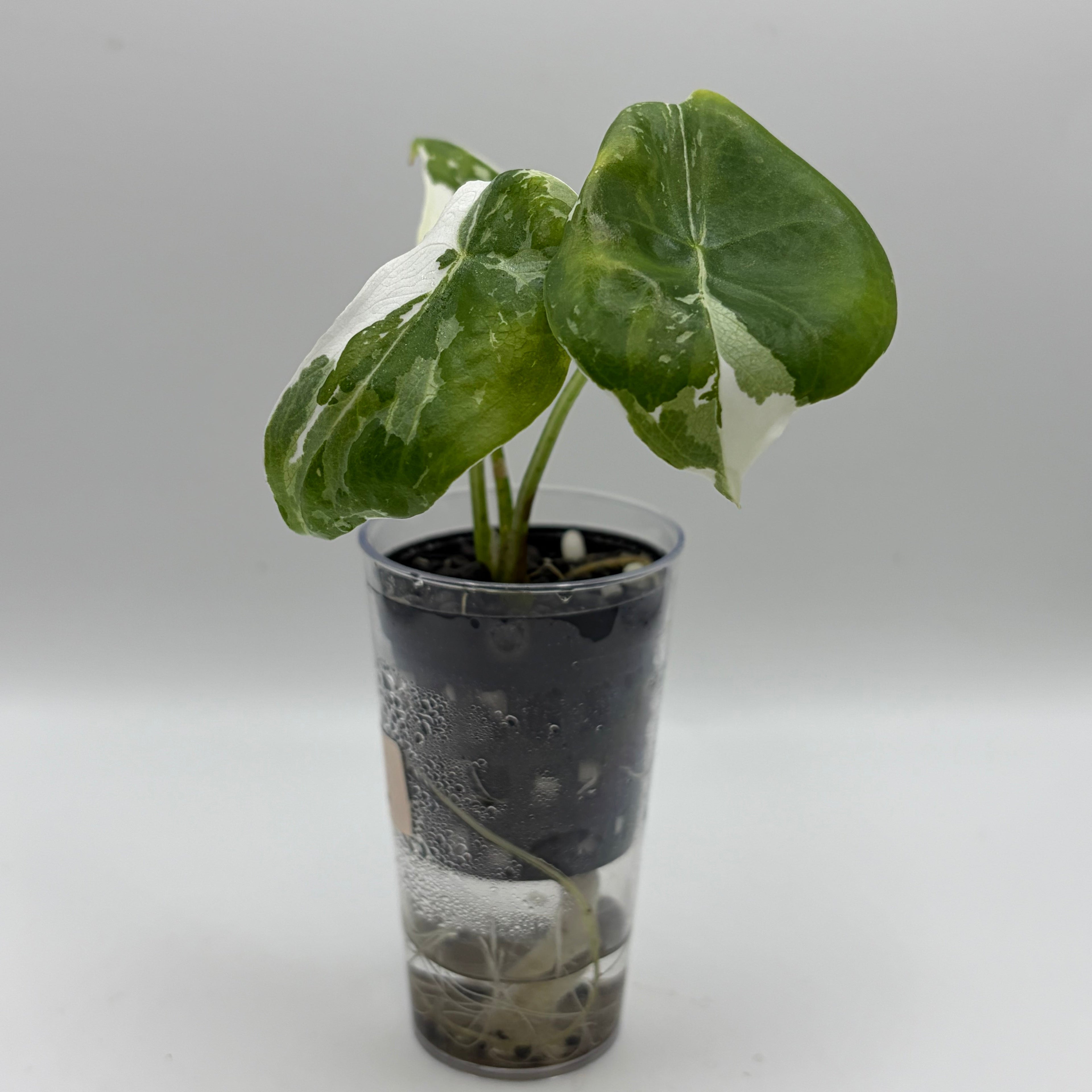 Alocasia Longiloba pink back albo