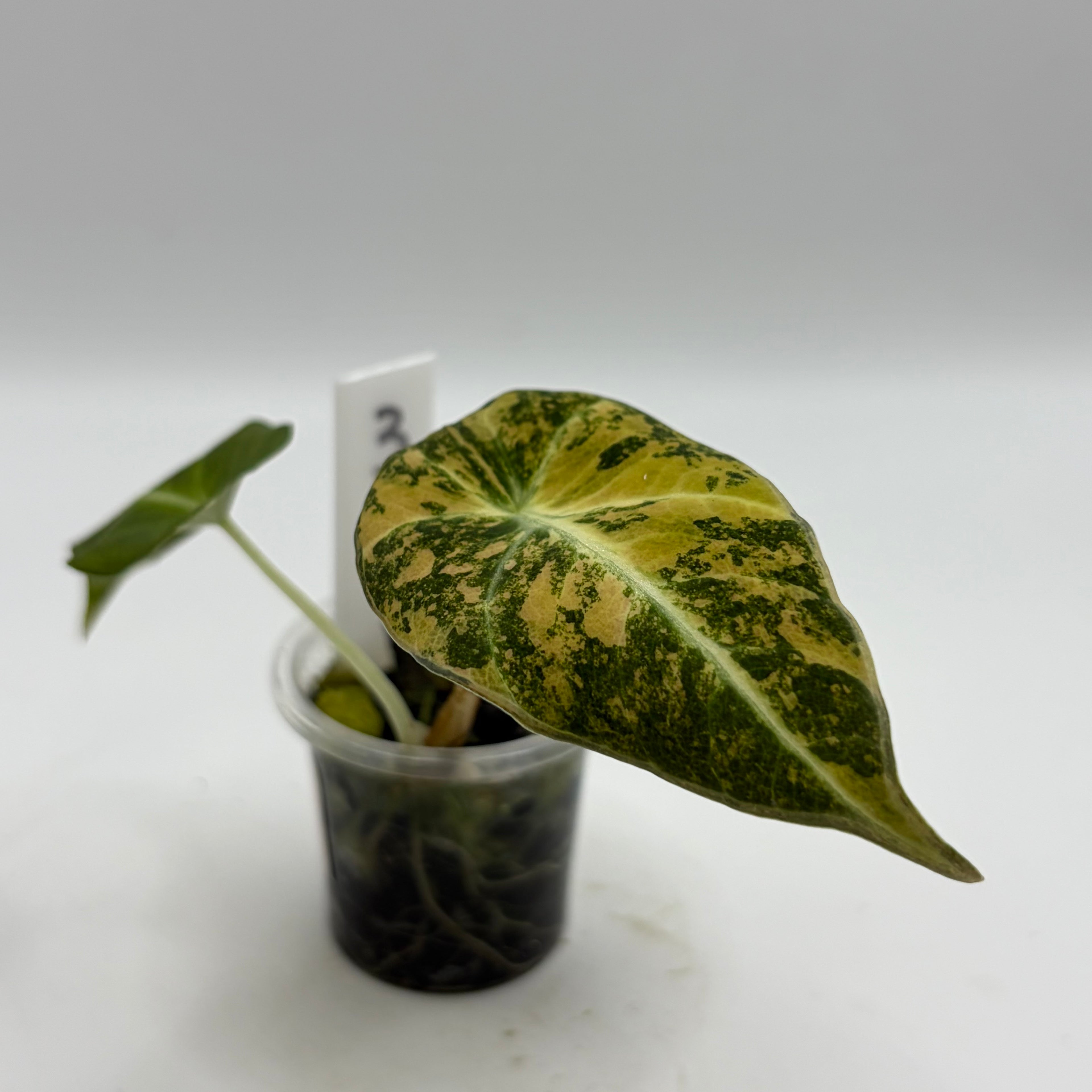 Alocasia Black velvet gold #3