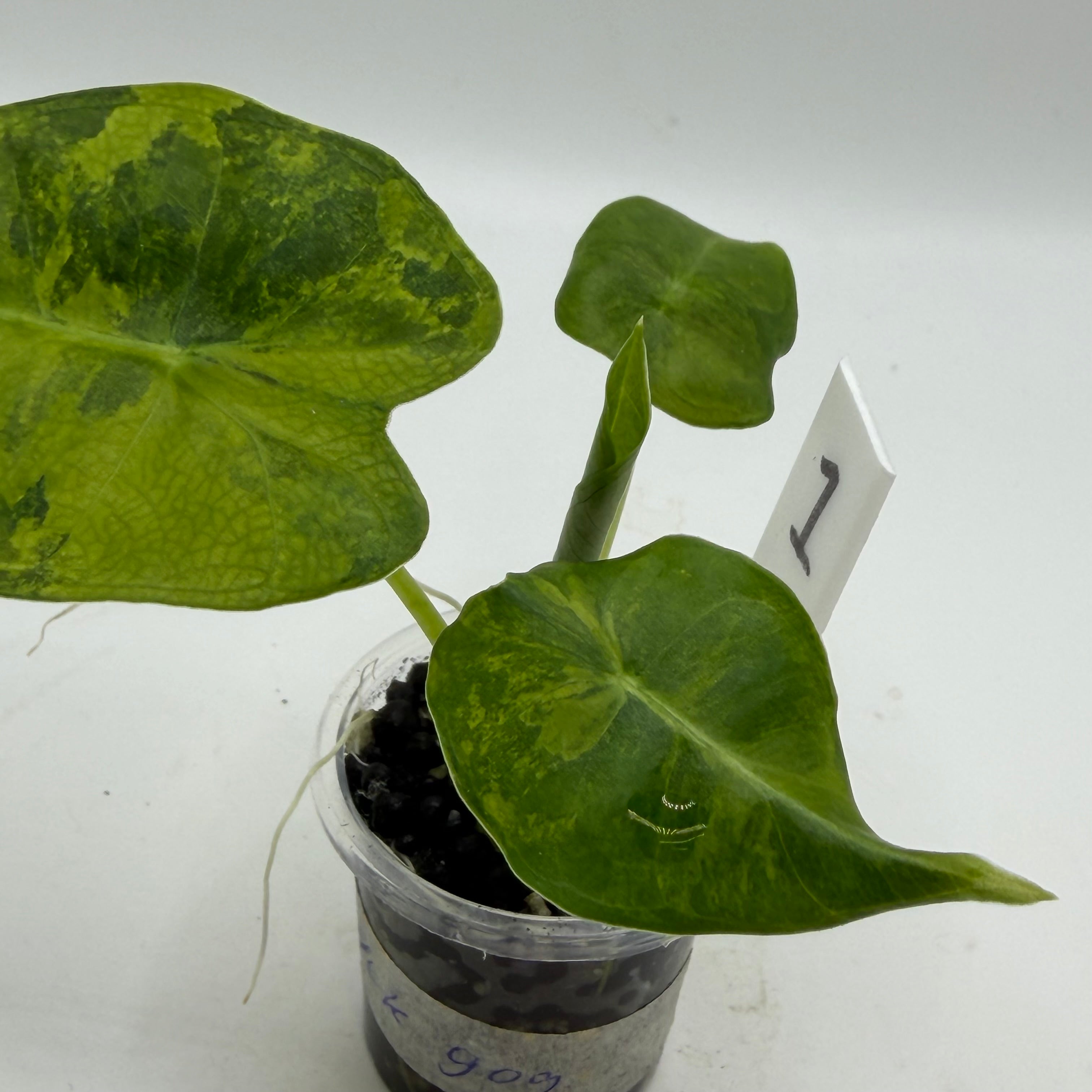 Alocasia Frydek Gog #1