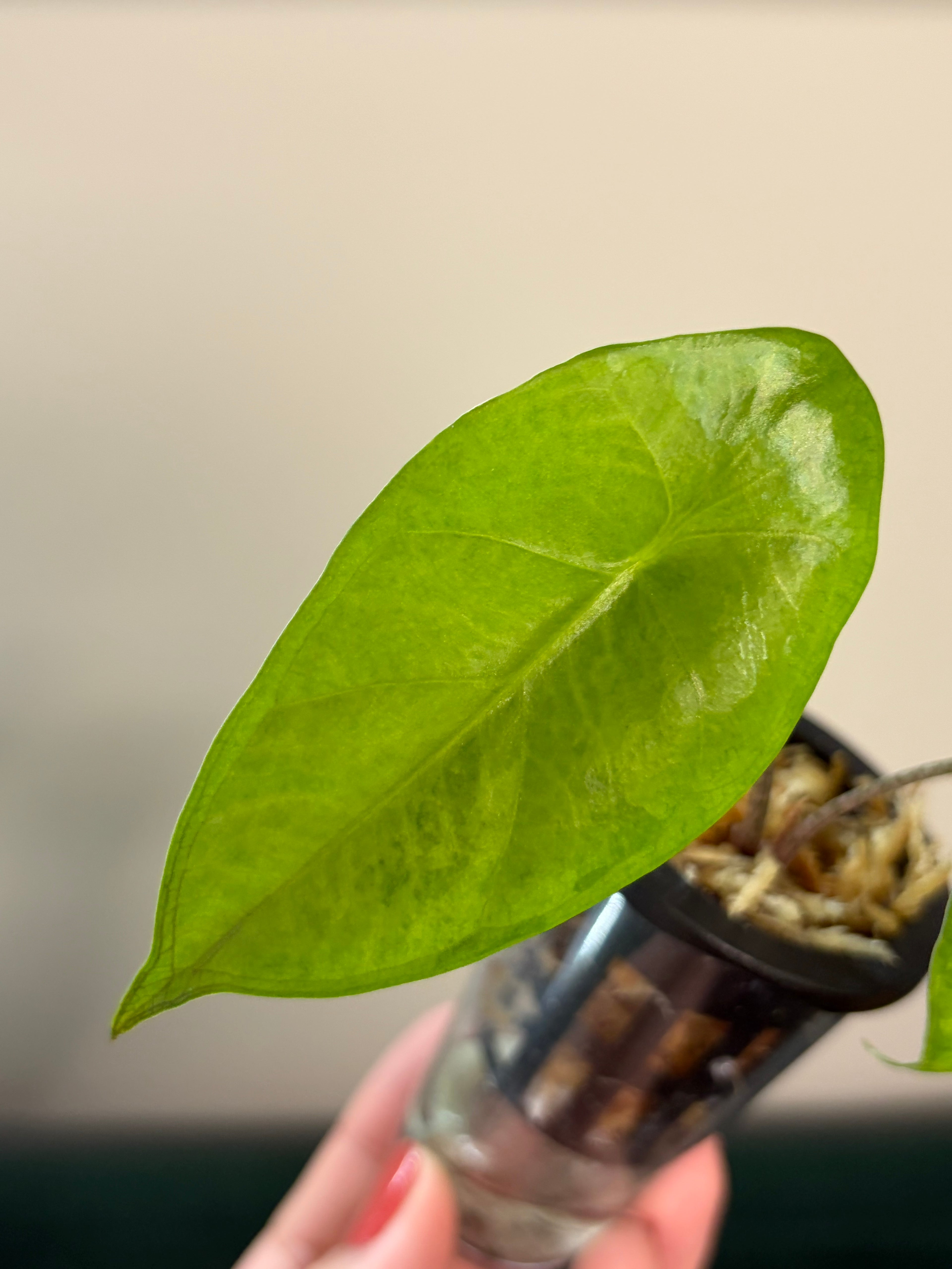 Alocasia Flemingiana variegata #2