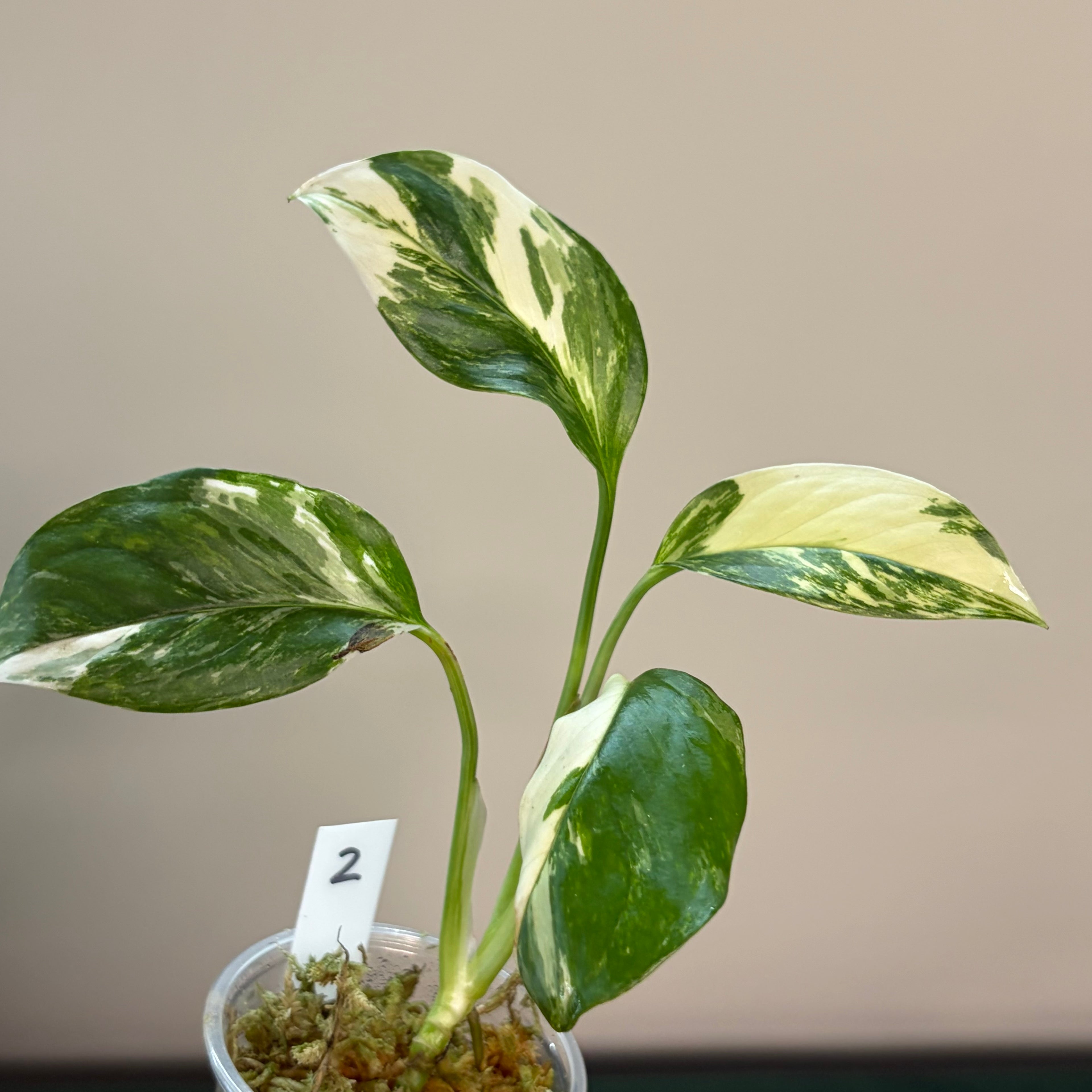 Monstera Lechleriana albo #2
