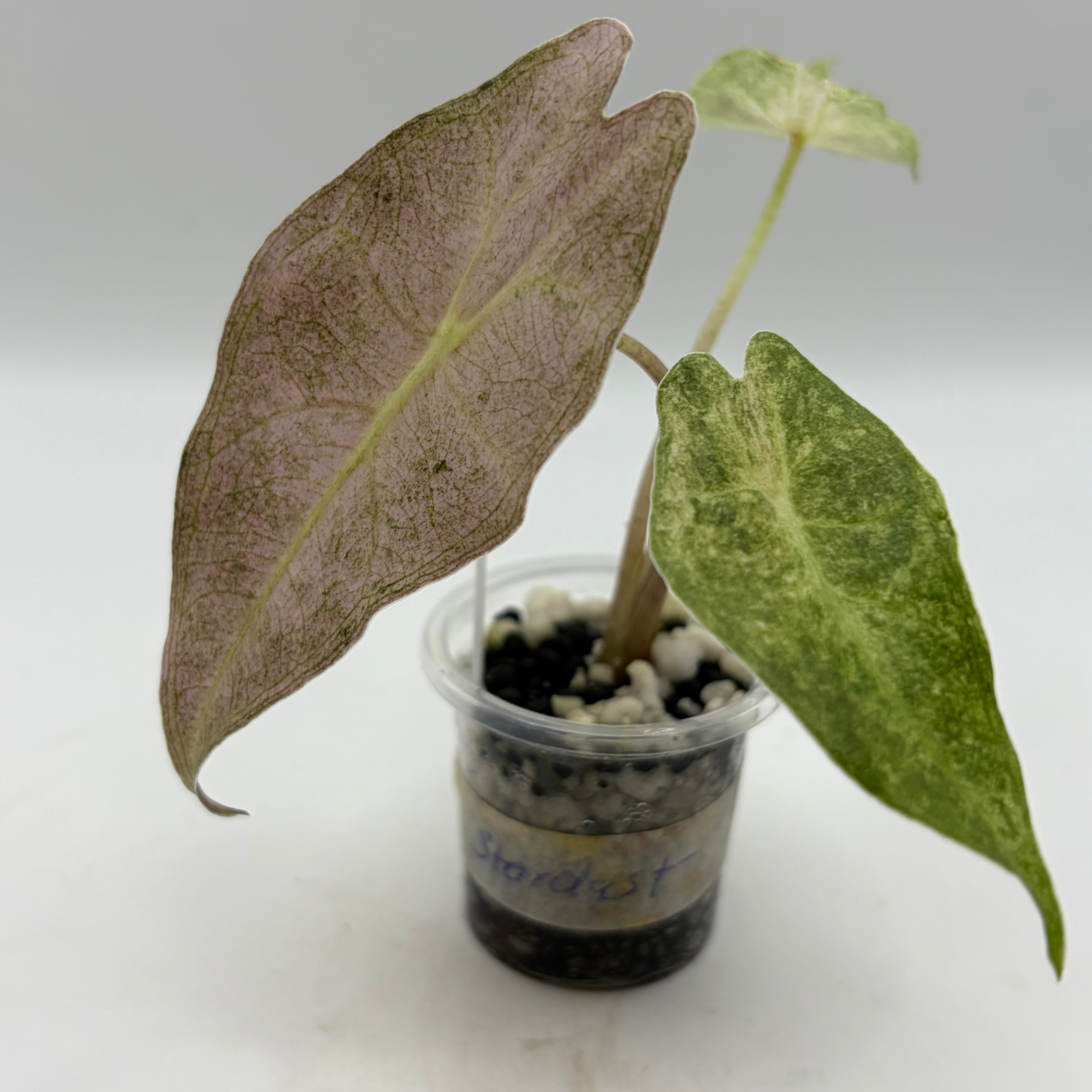 Alocasia Black Satun stardust #3