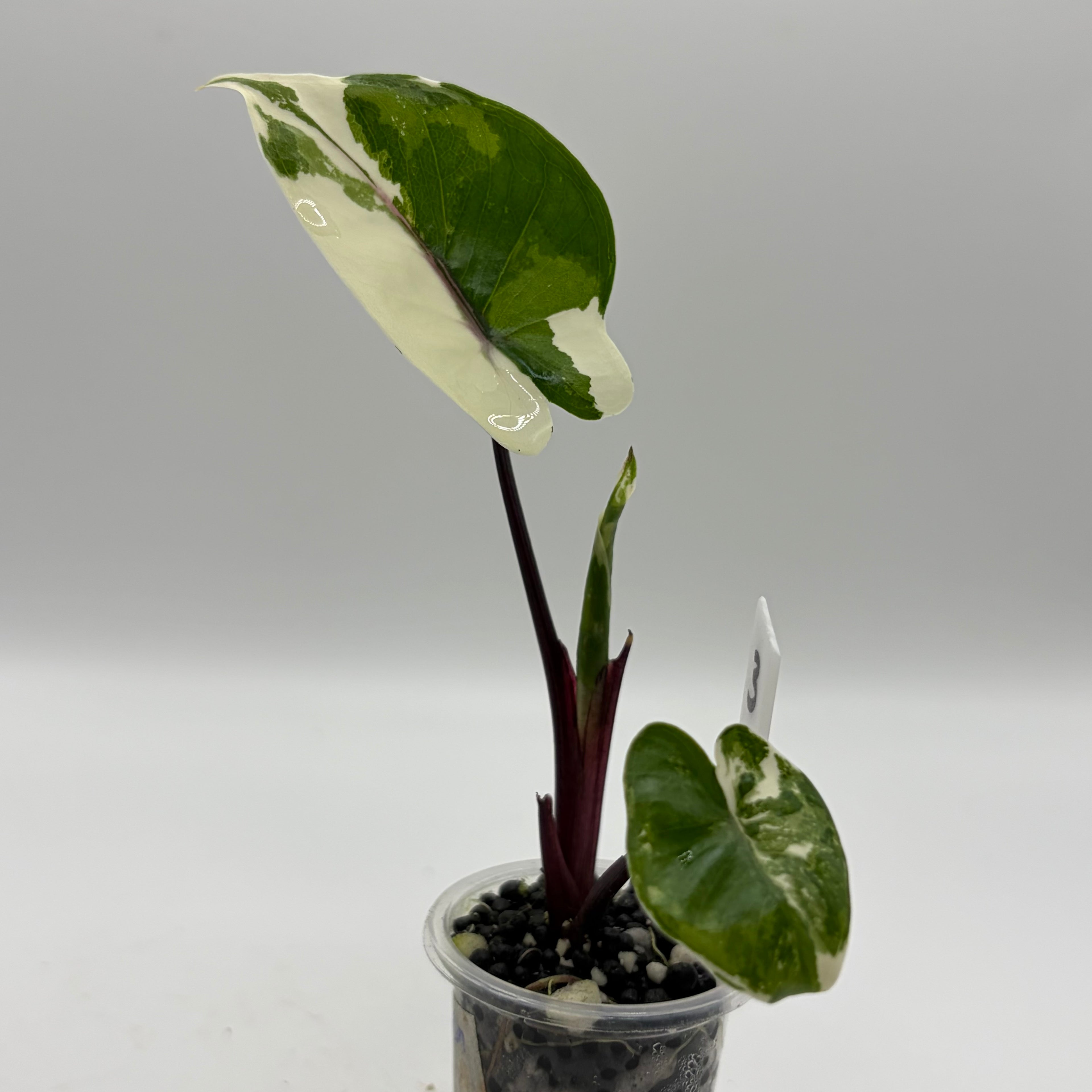 Alocasia Macrorrhiza black stem albo (corm)