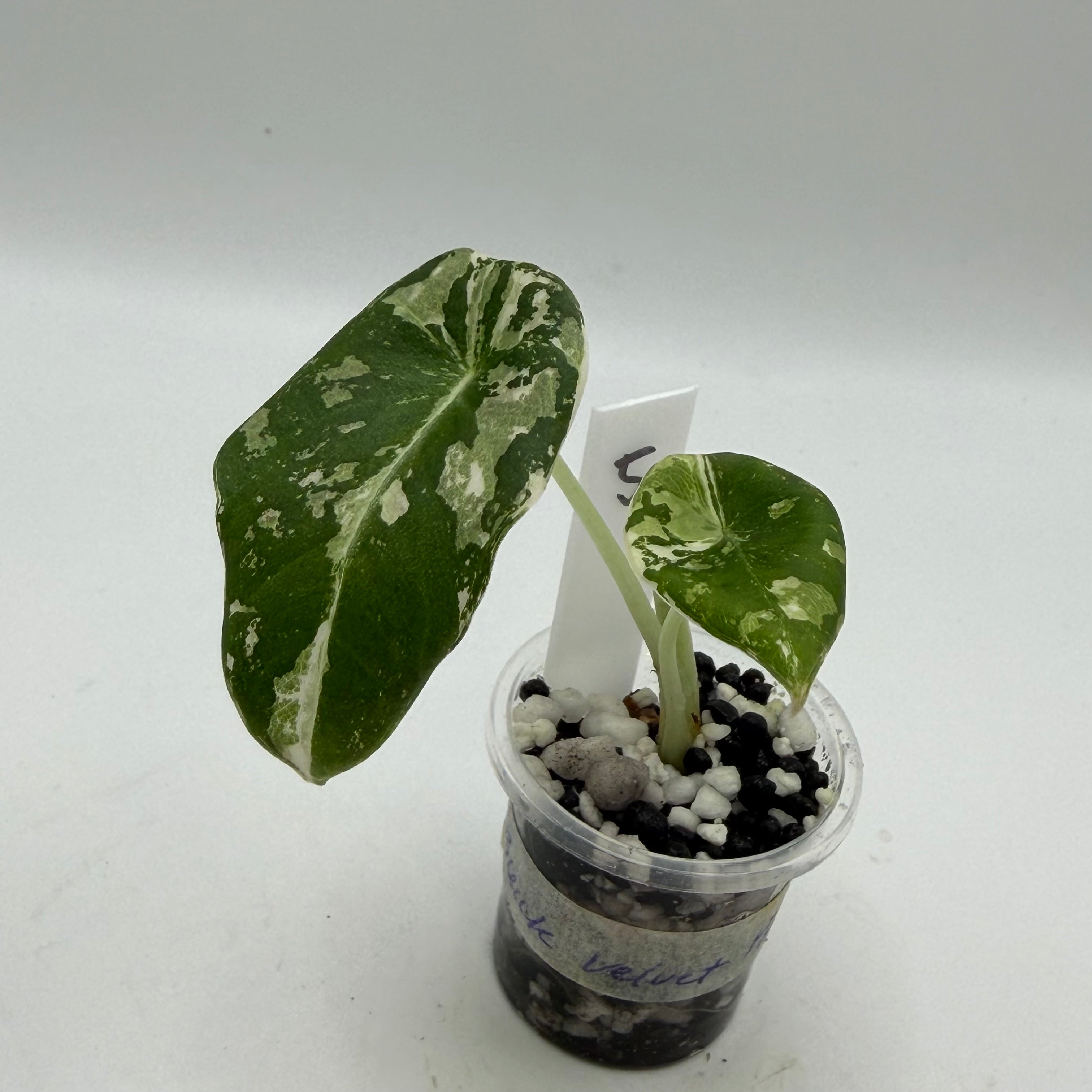 Alocasia Black velvet pink