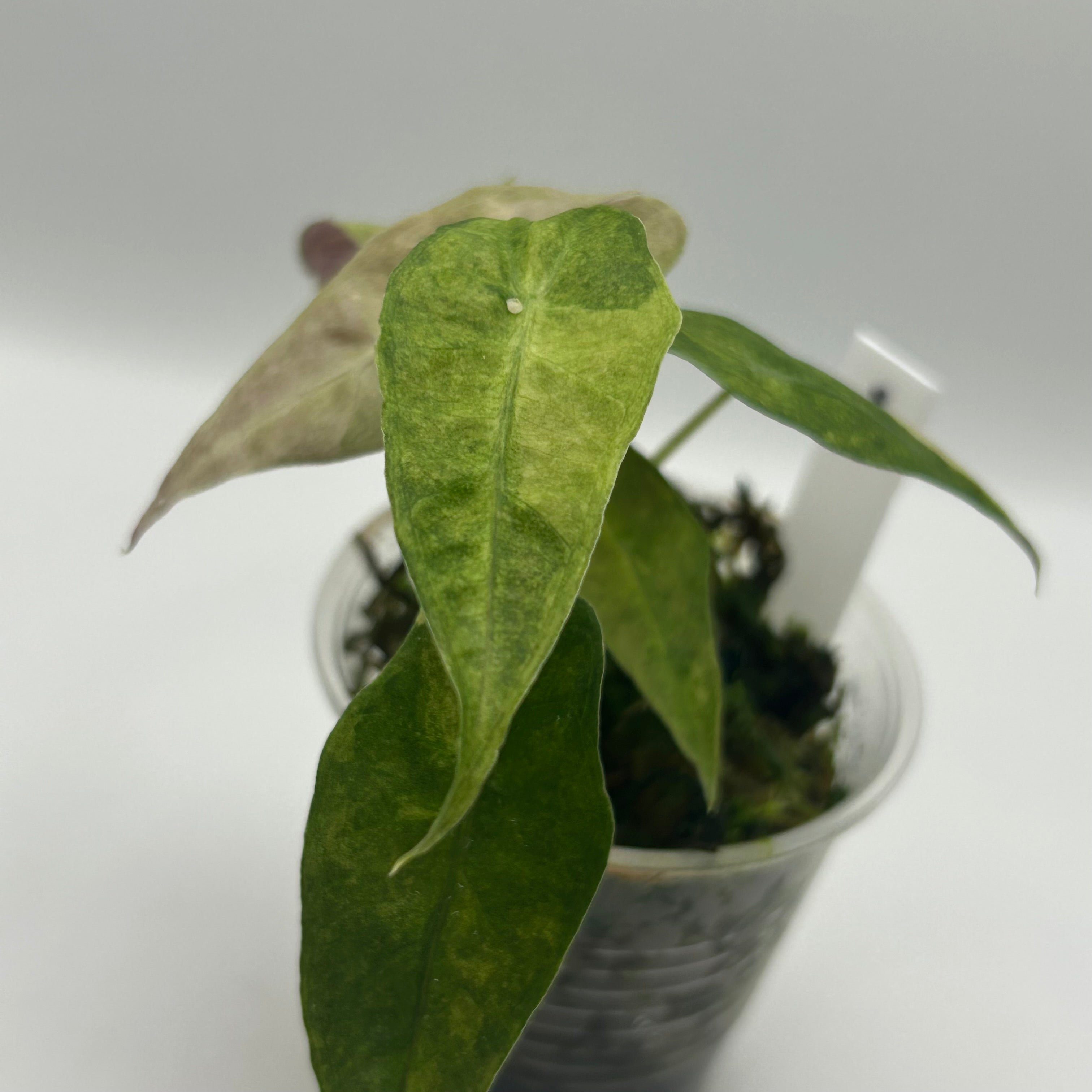 Alocasia Polly aurea splash