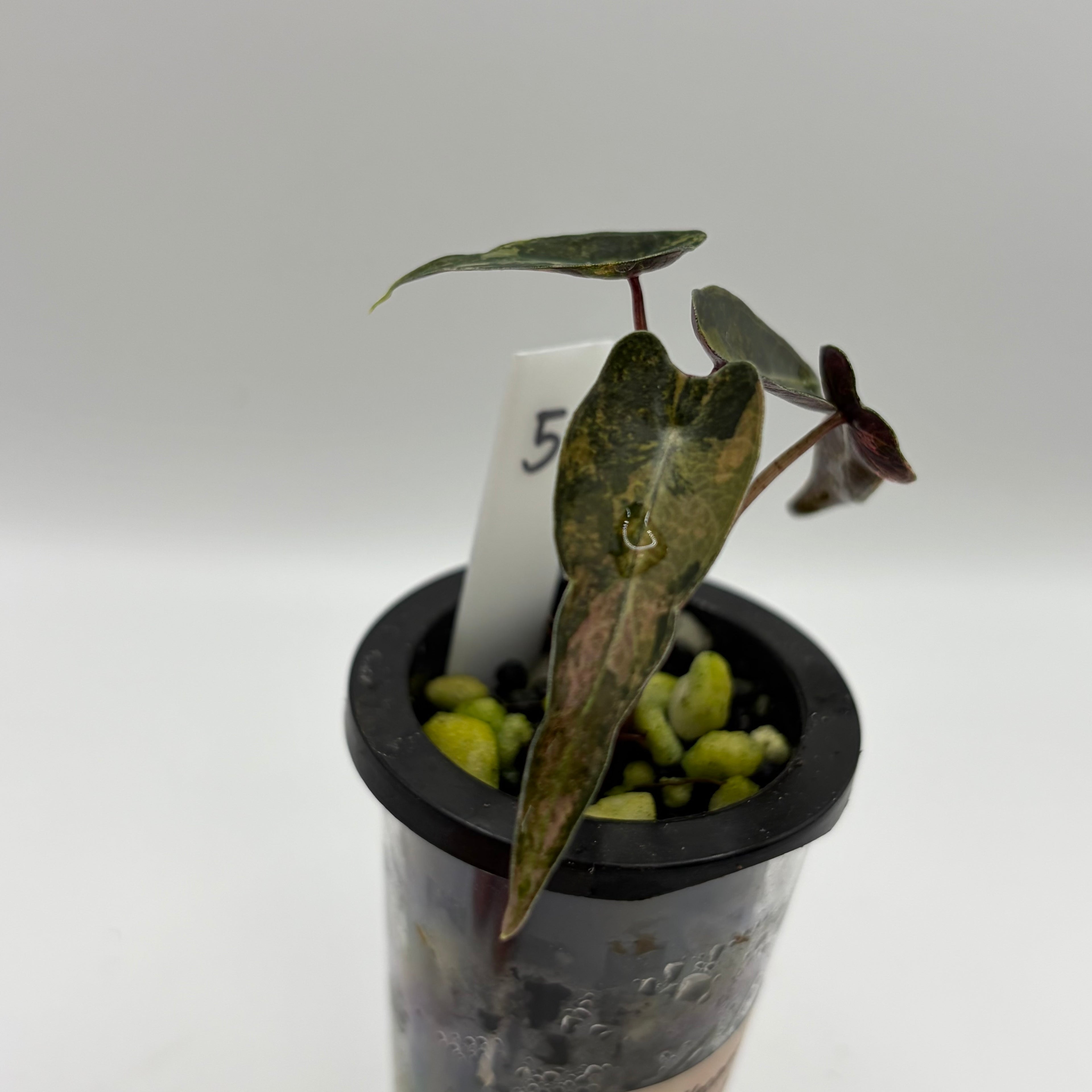 Alocasia Bambino aurea