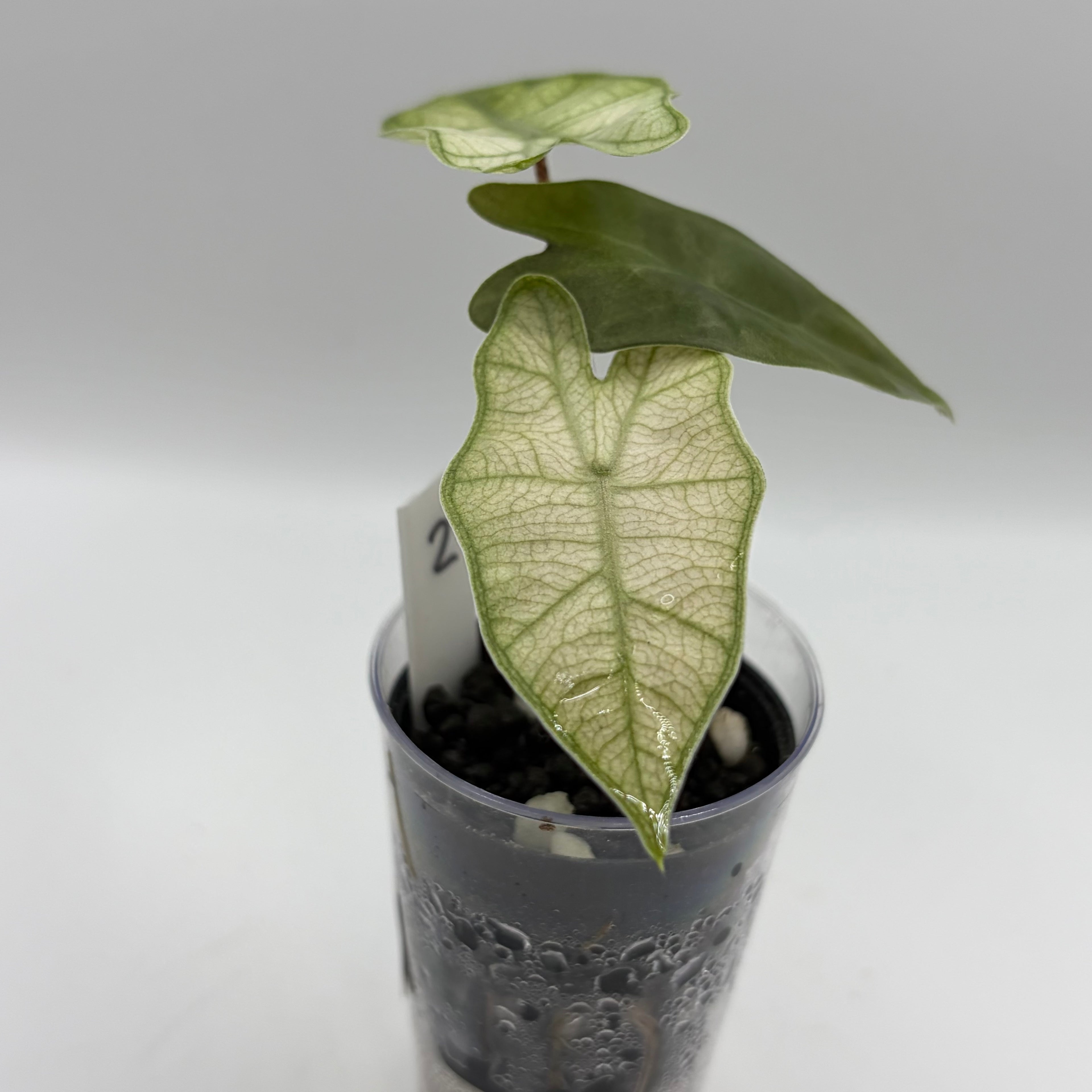 Alocasia Pseudo sanderiana pink #2