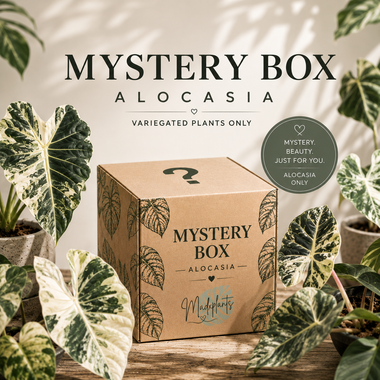 Mystery Box!
