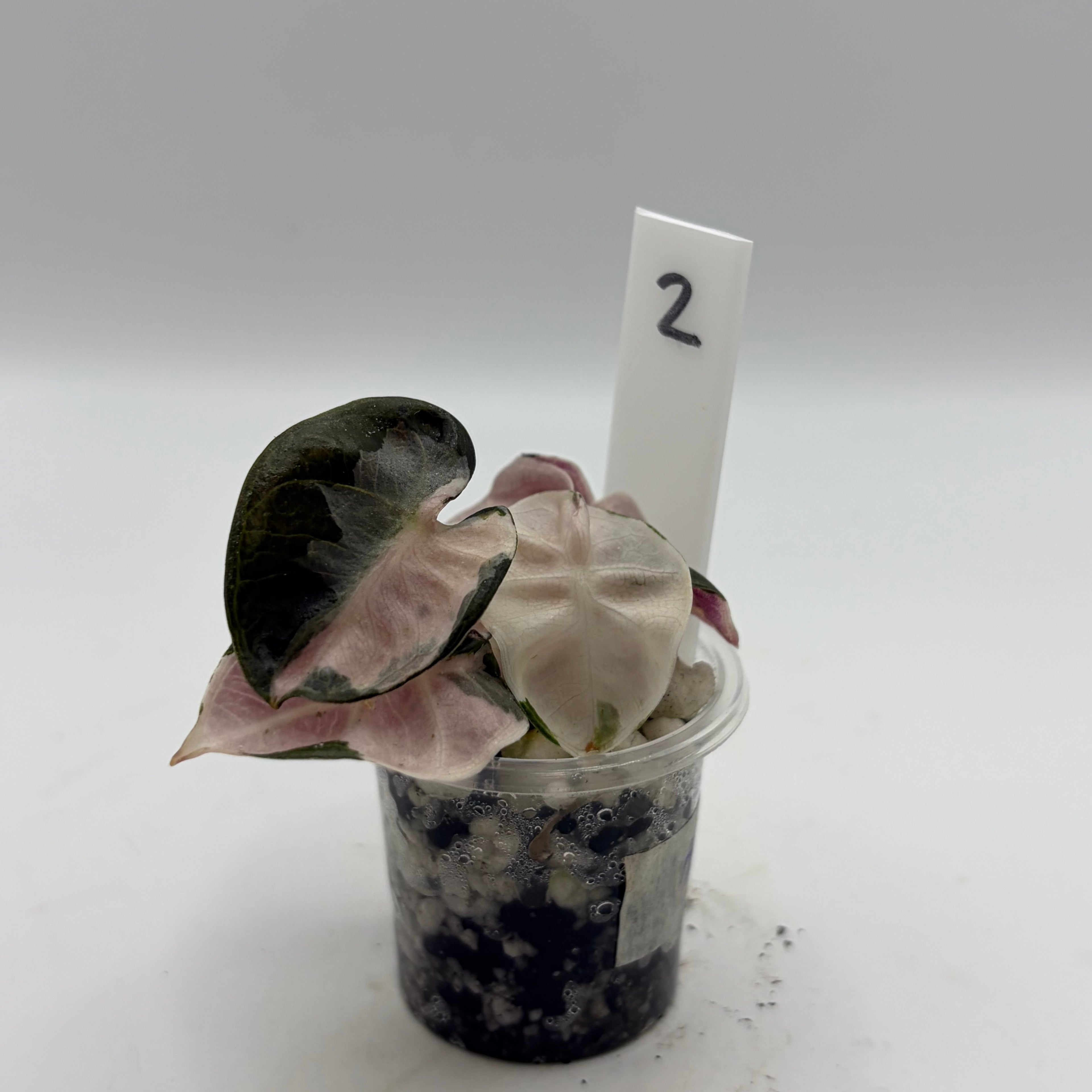 Alocasia Heart balloon pink #2