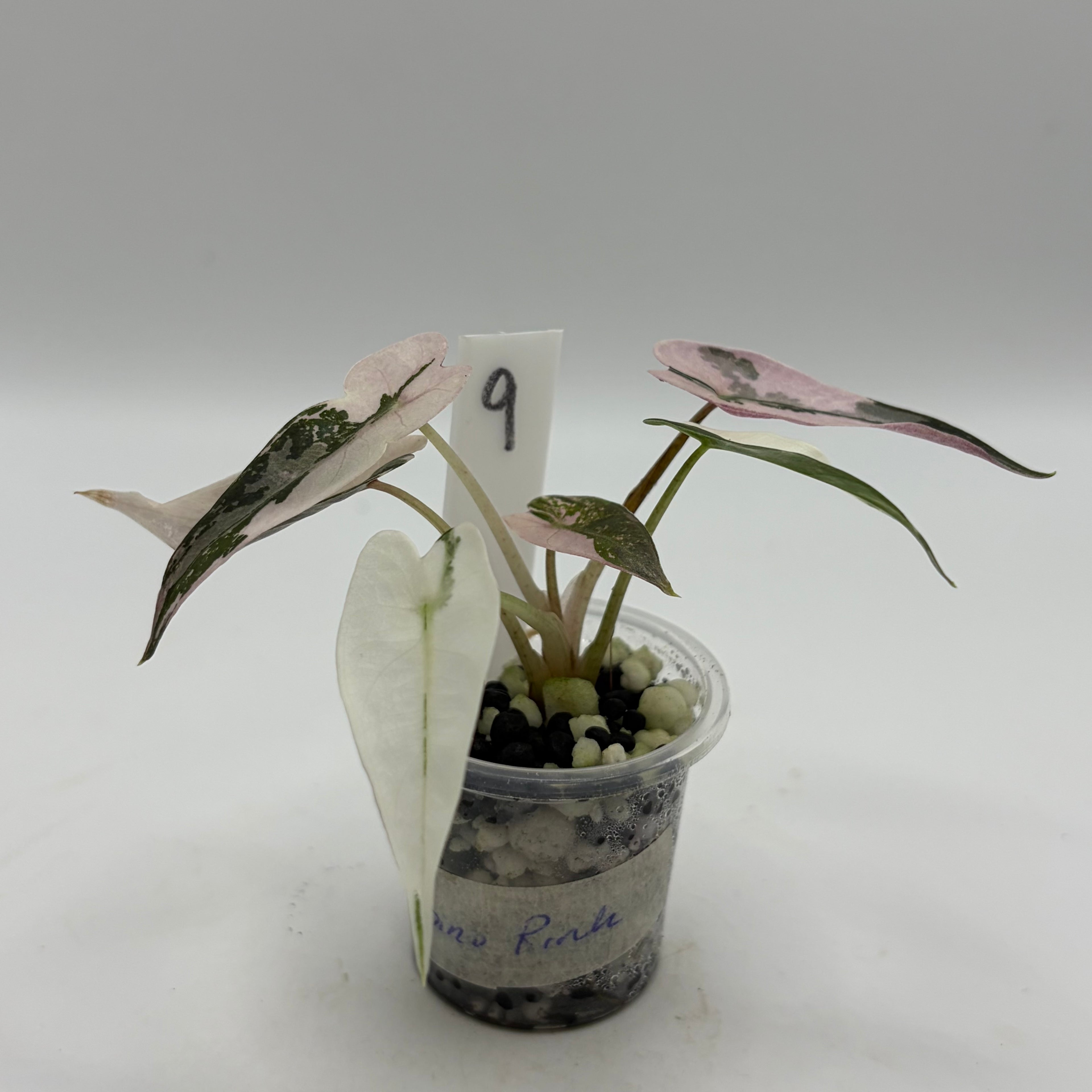 Alocasia Bambino pink