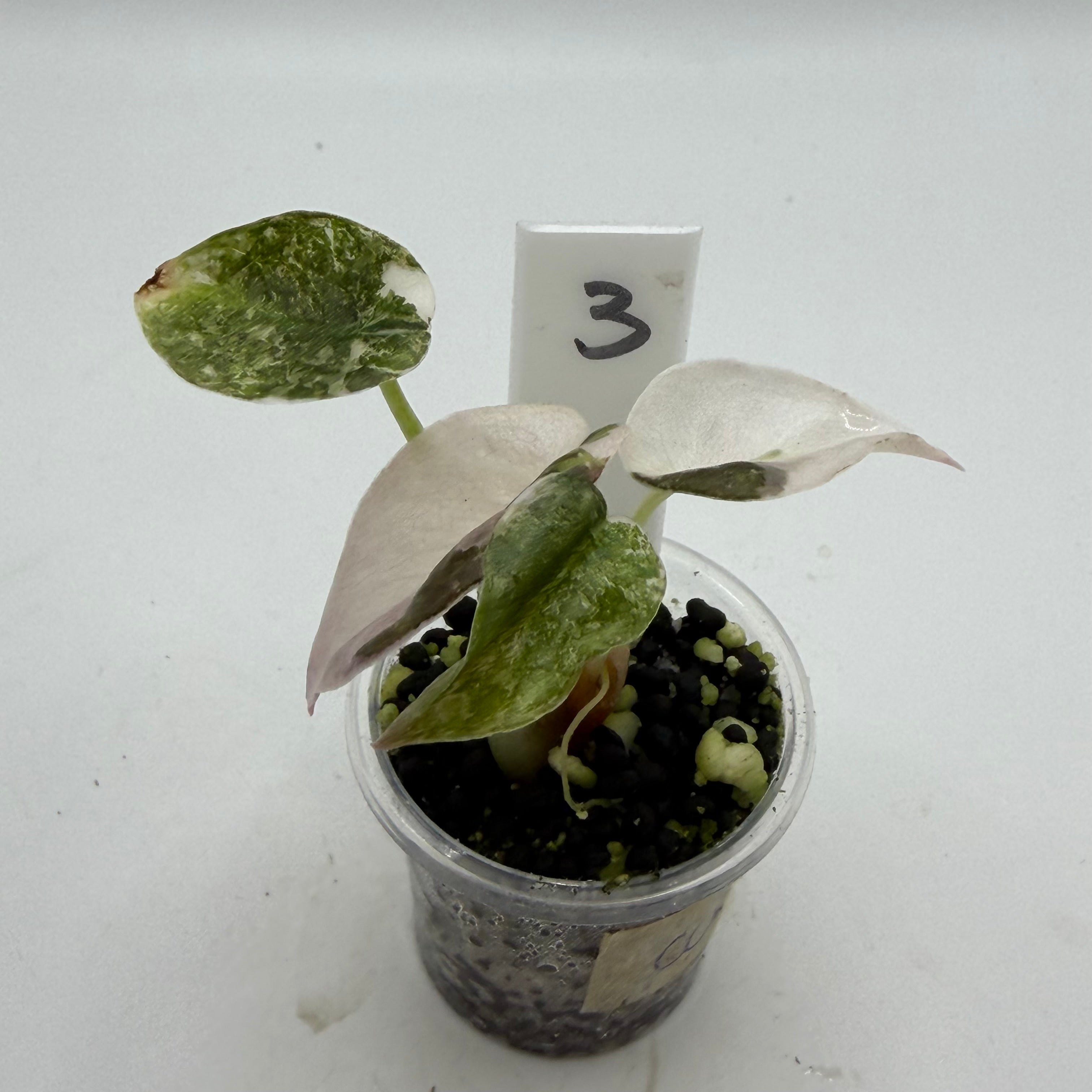 Alocasia Cuprea pink marble #3