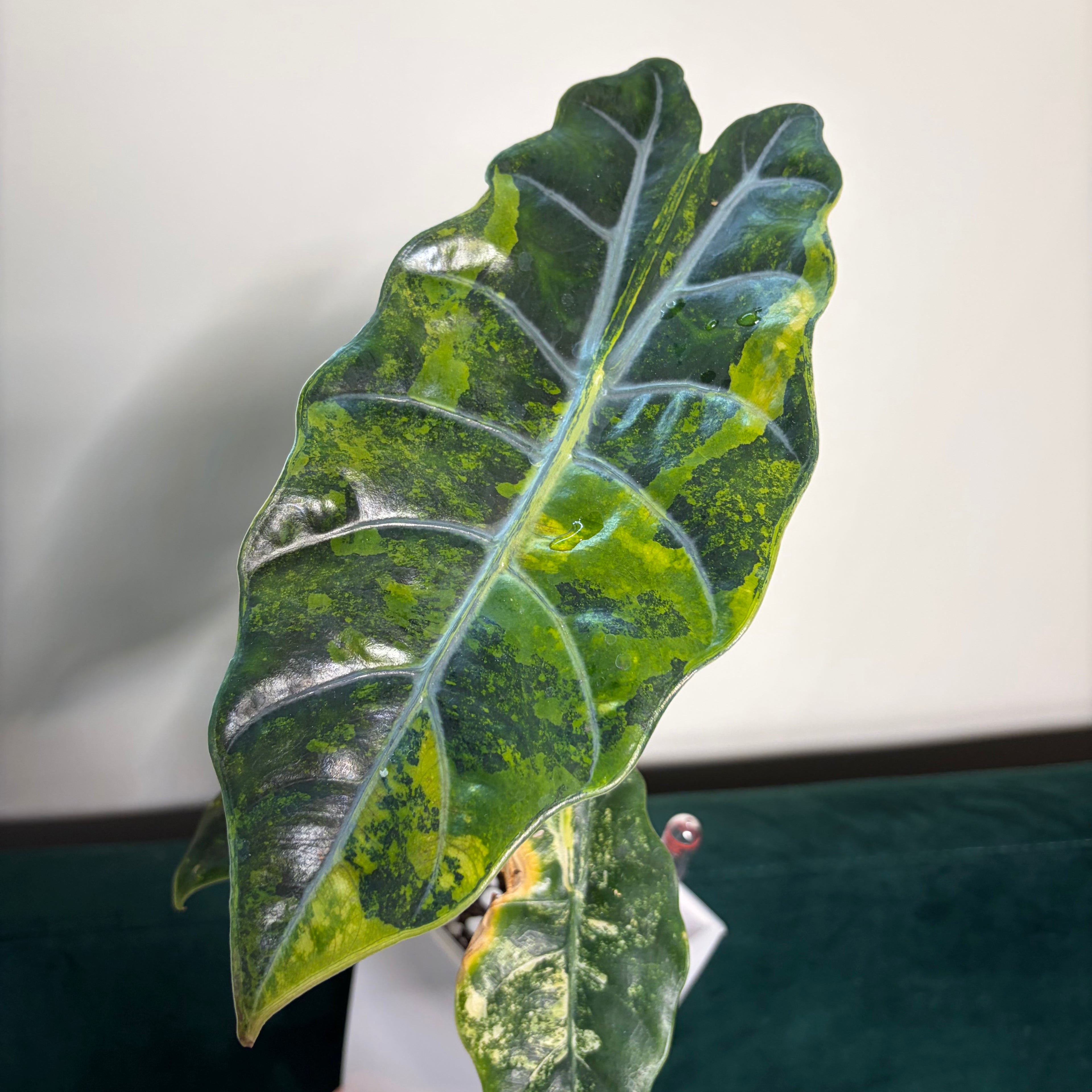 Alocasia Chantrieri aurea (corm)