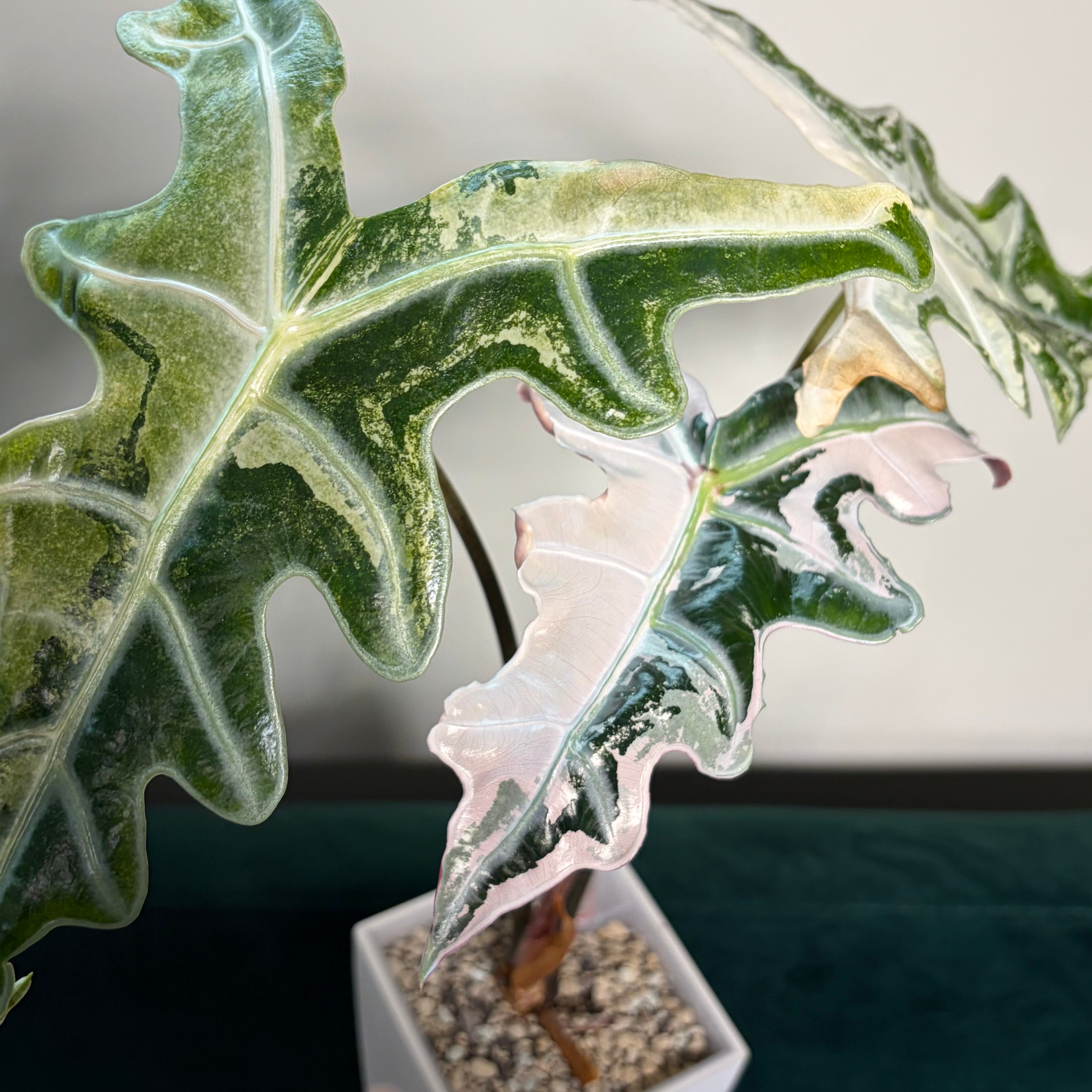 Alocasia Nobilis pink (corm)