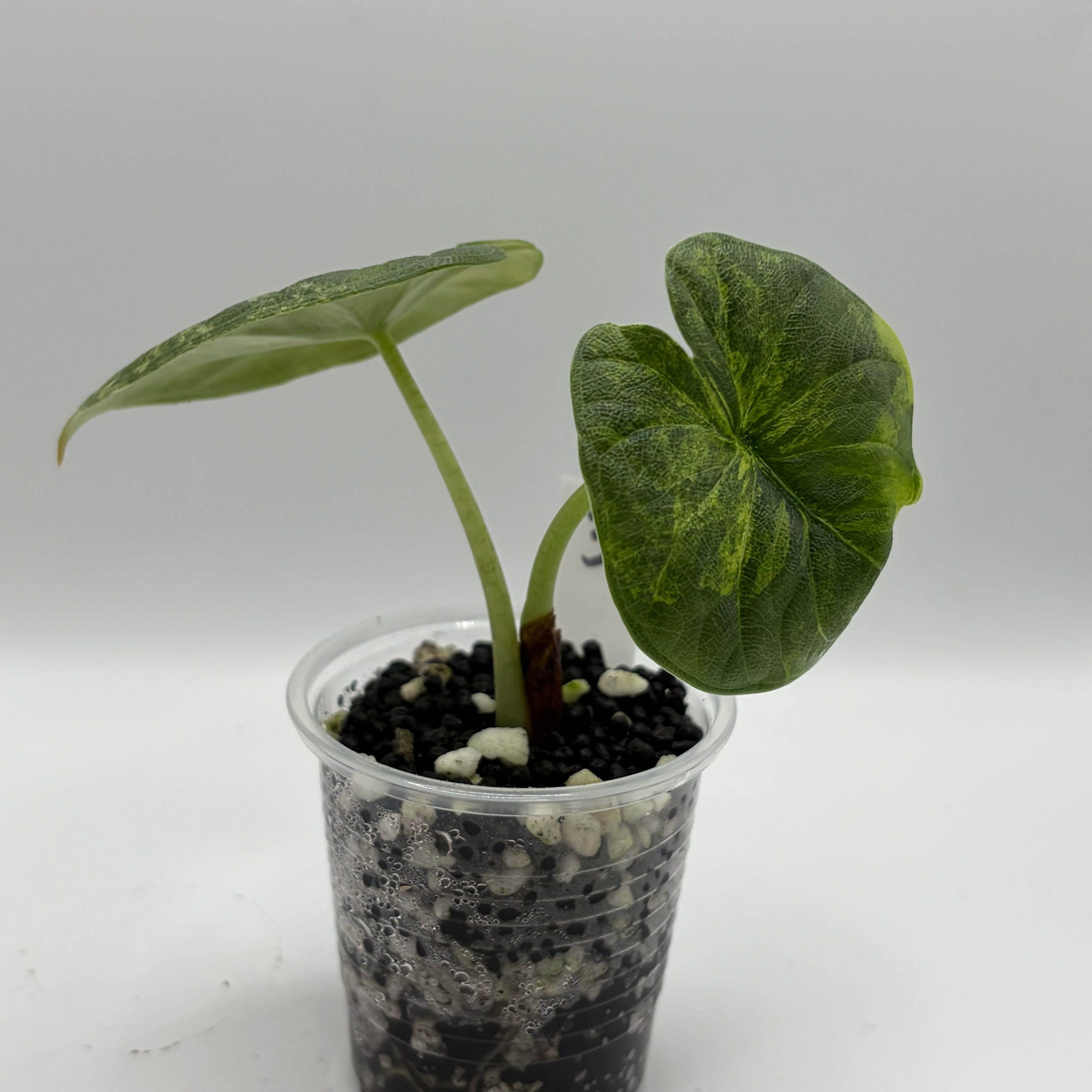 Alocasia Melo golden  #3