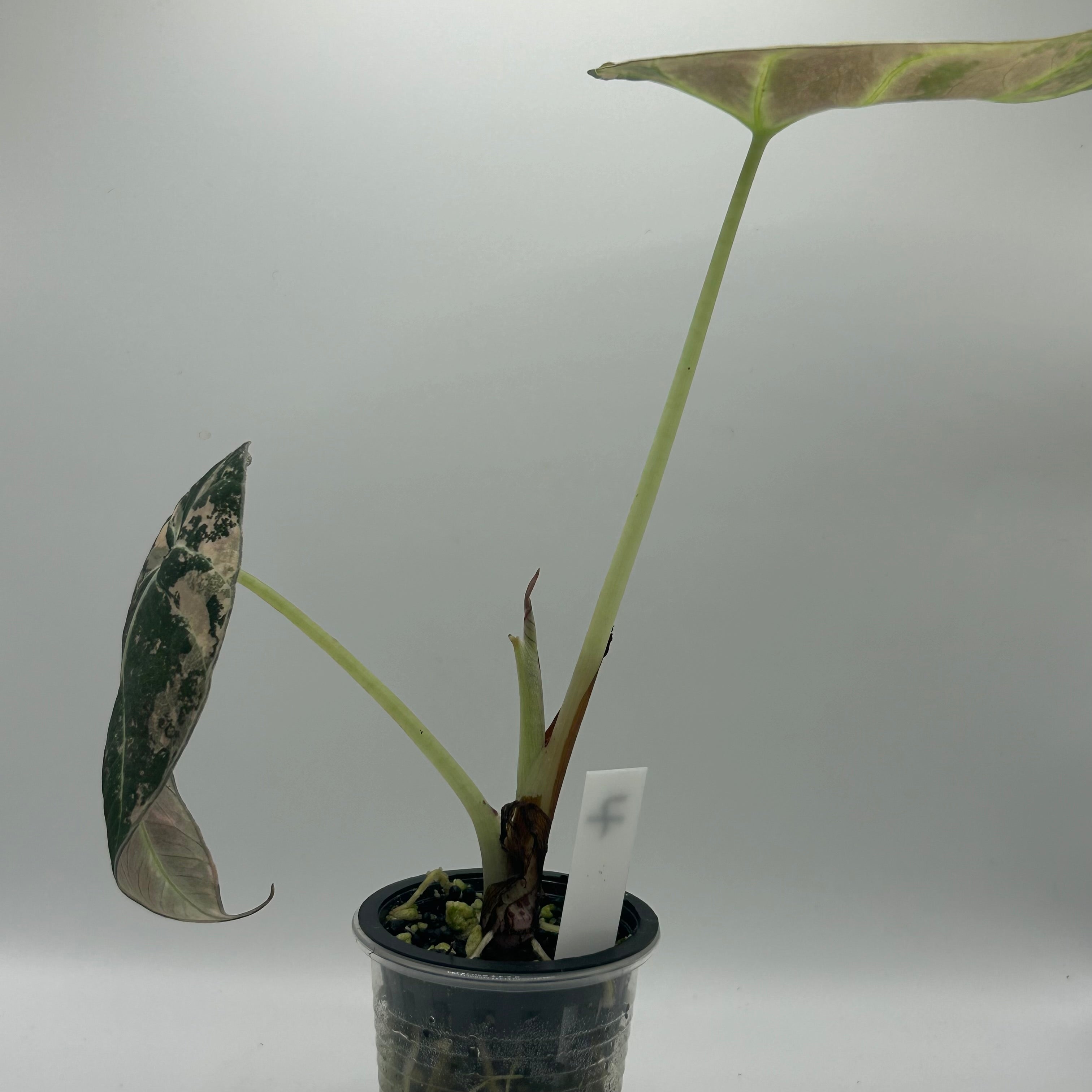 Alocasia Black velvet pink