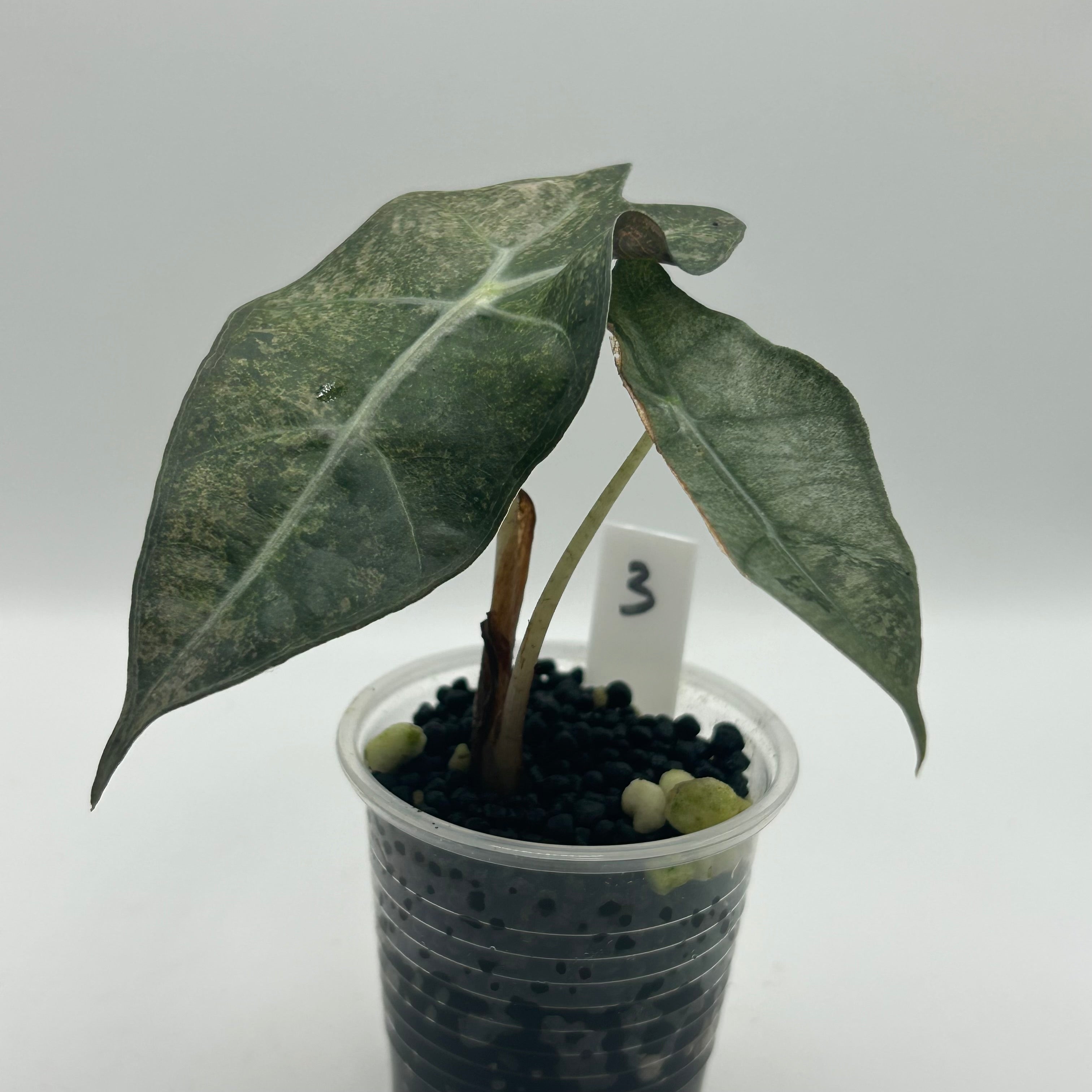 Alocasia Polly pink mint