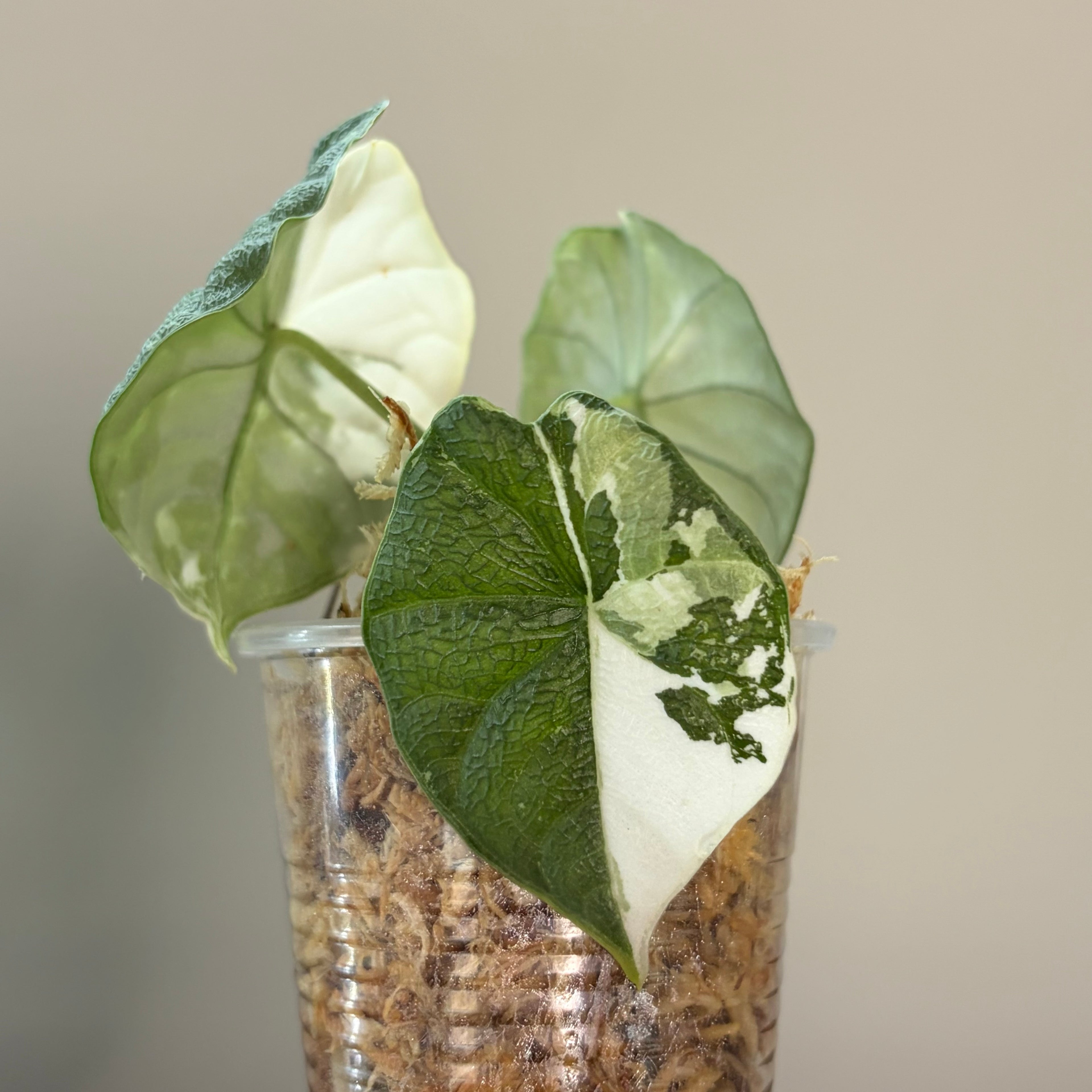 Alocasia Melo albo #1