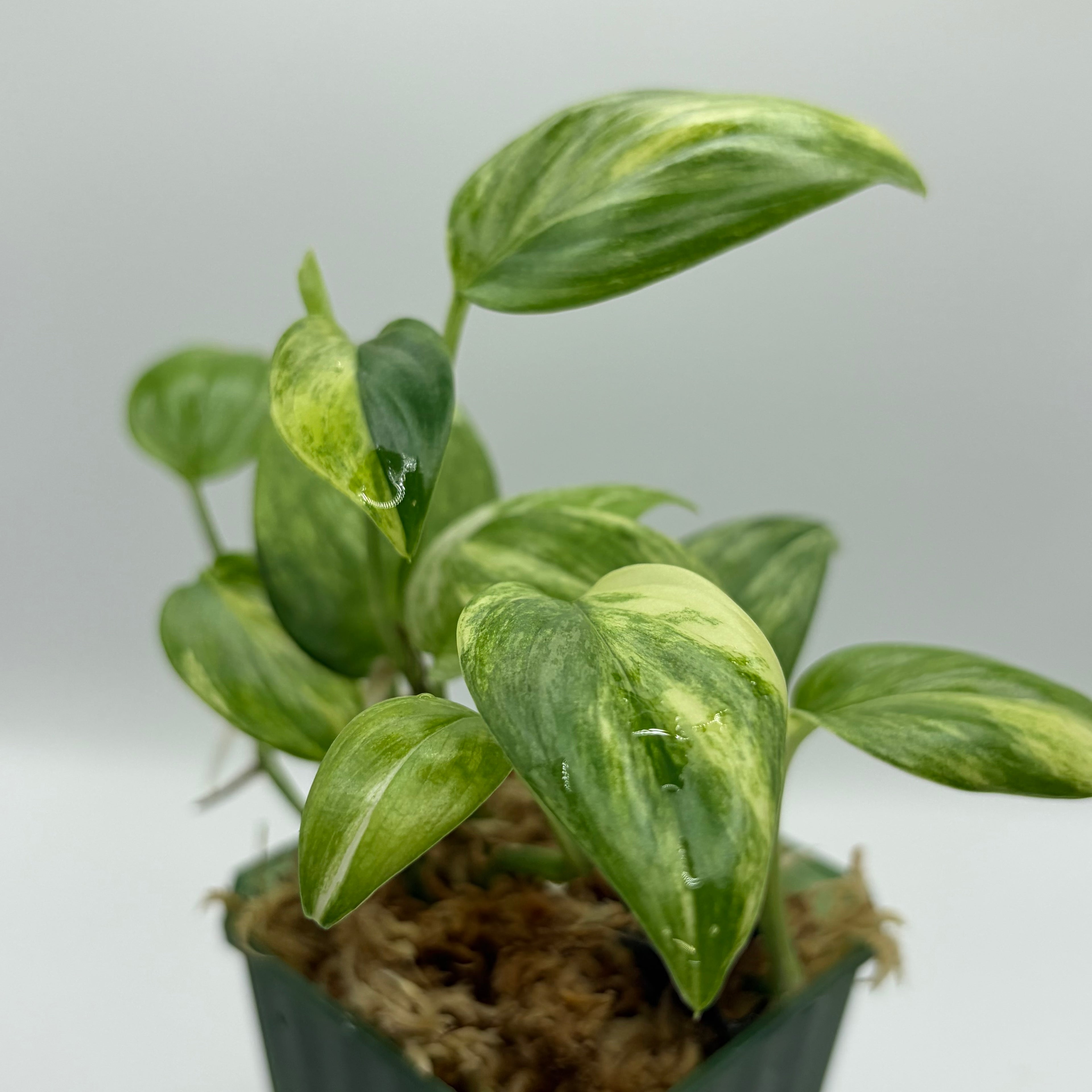 Scindapsus Blue aurea