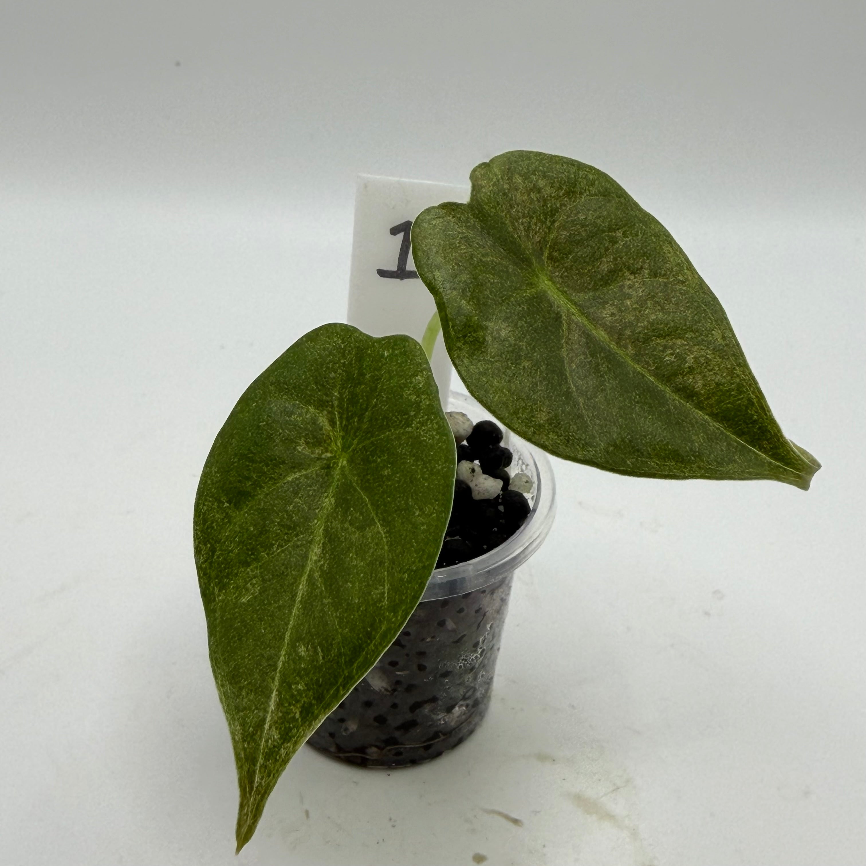 Alocasia Golden Bone pink splash #1