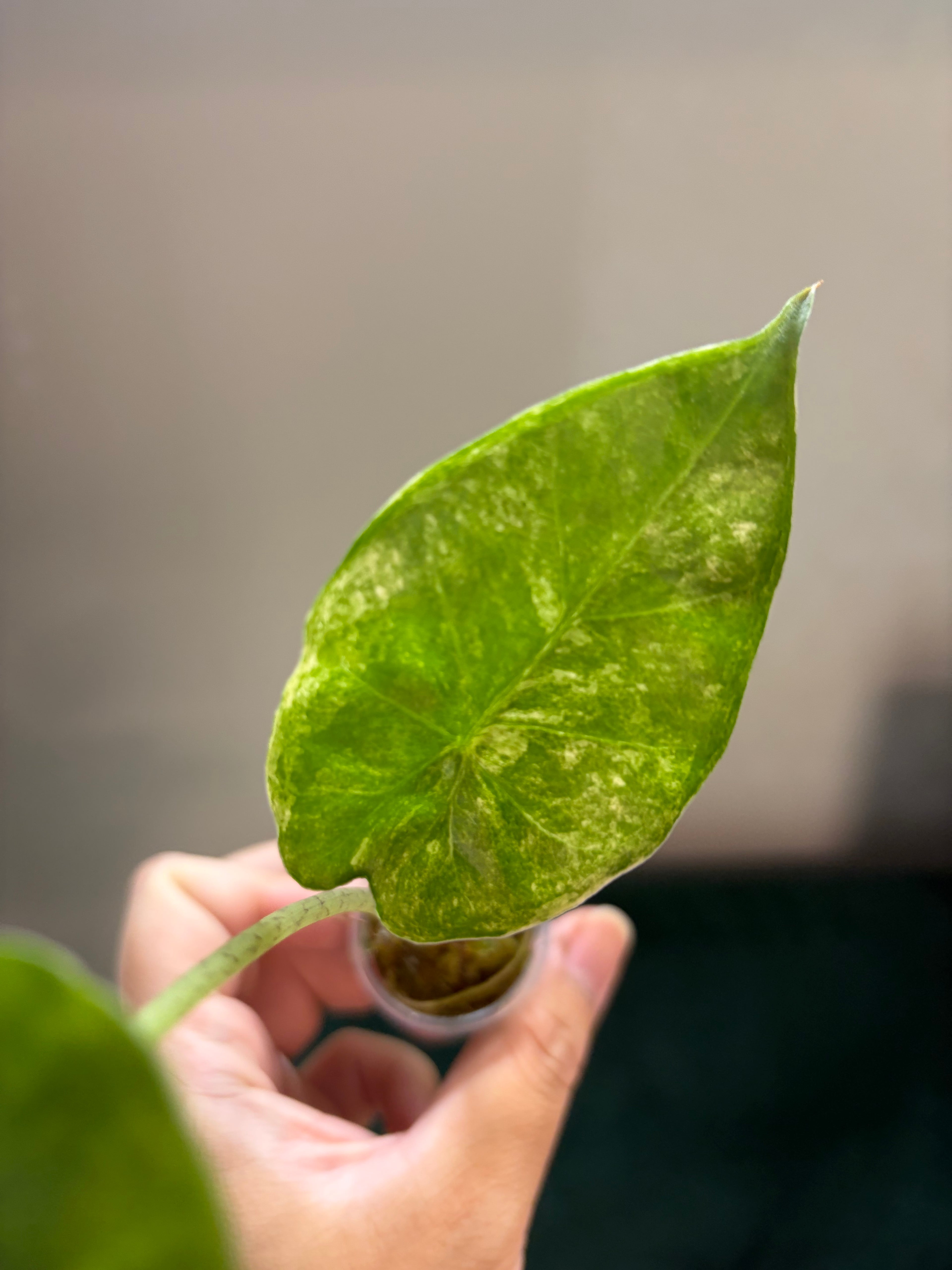 Alocasia Calidora x Infernalis black