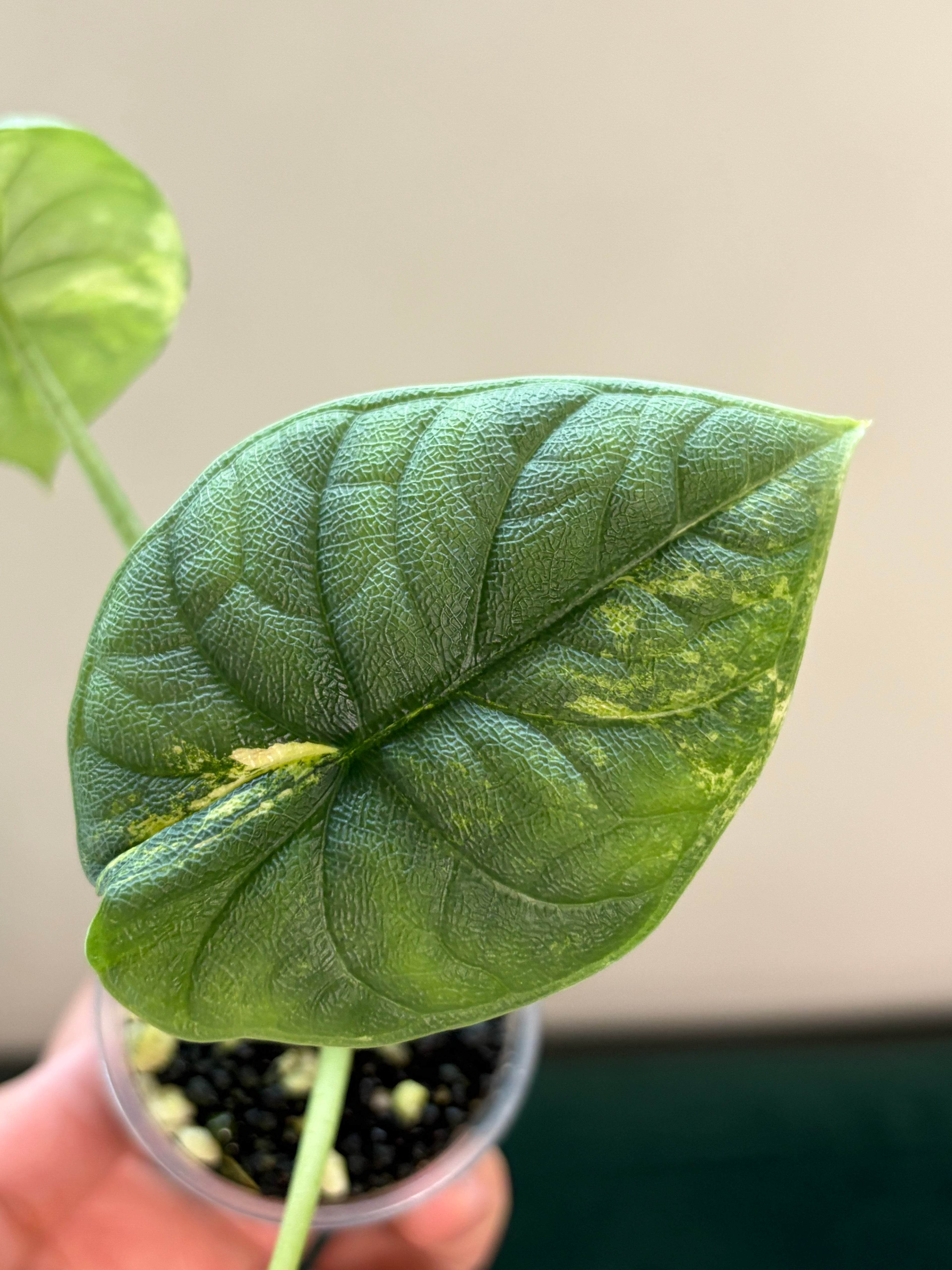 Alocasia Melo aurea #4