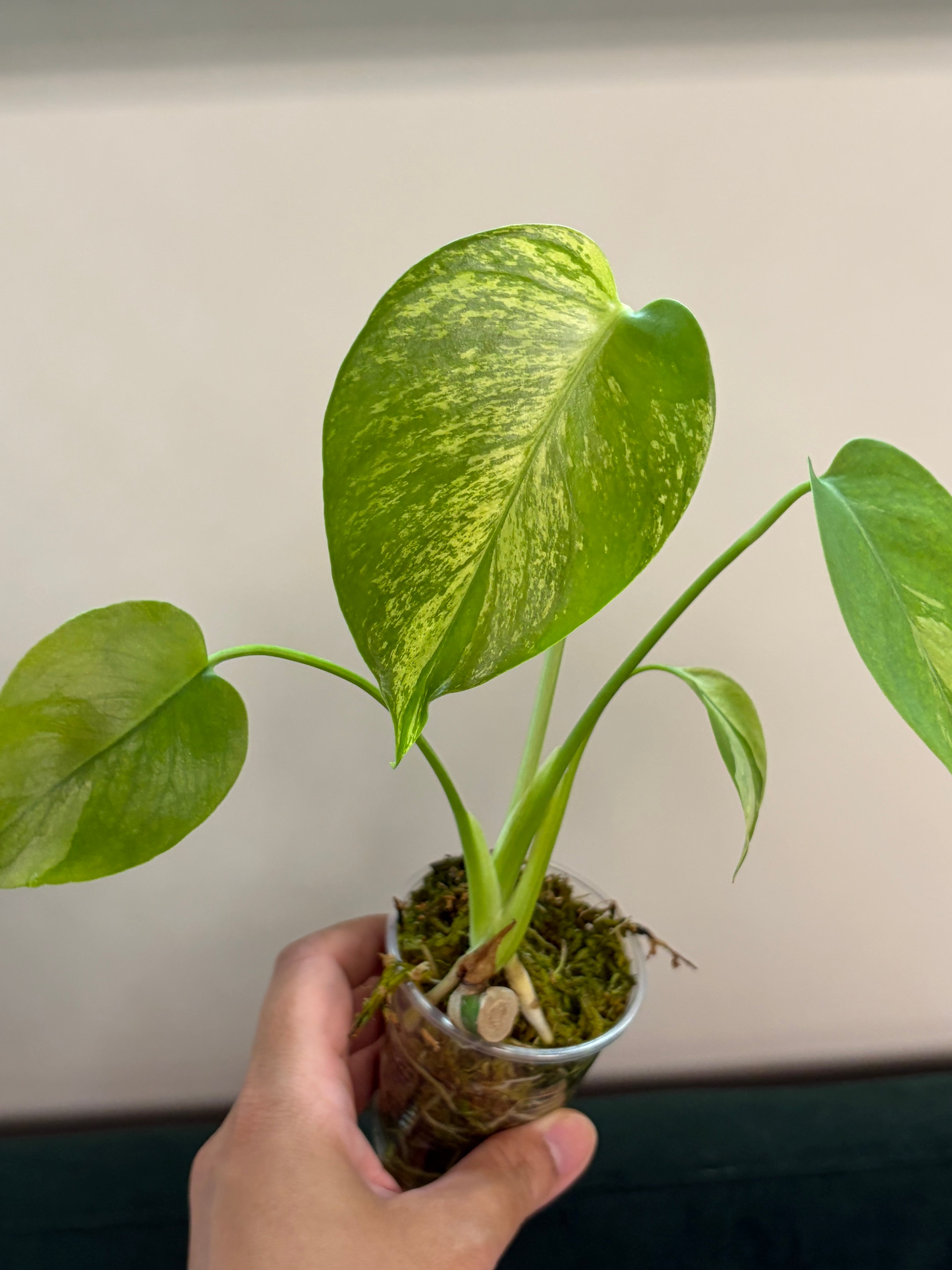 Monstera NoID #1