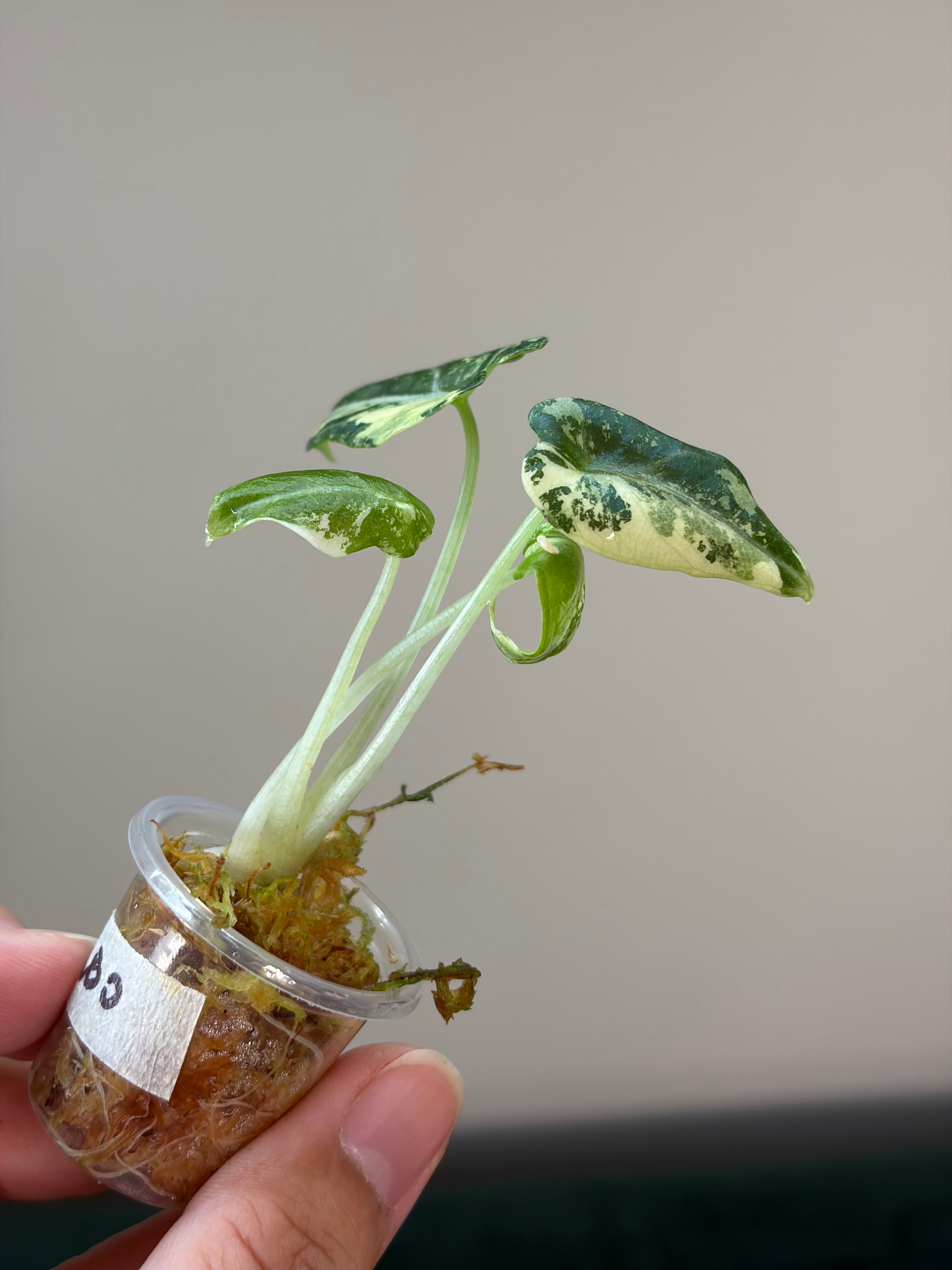 Alocasia Ninja albo #3